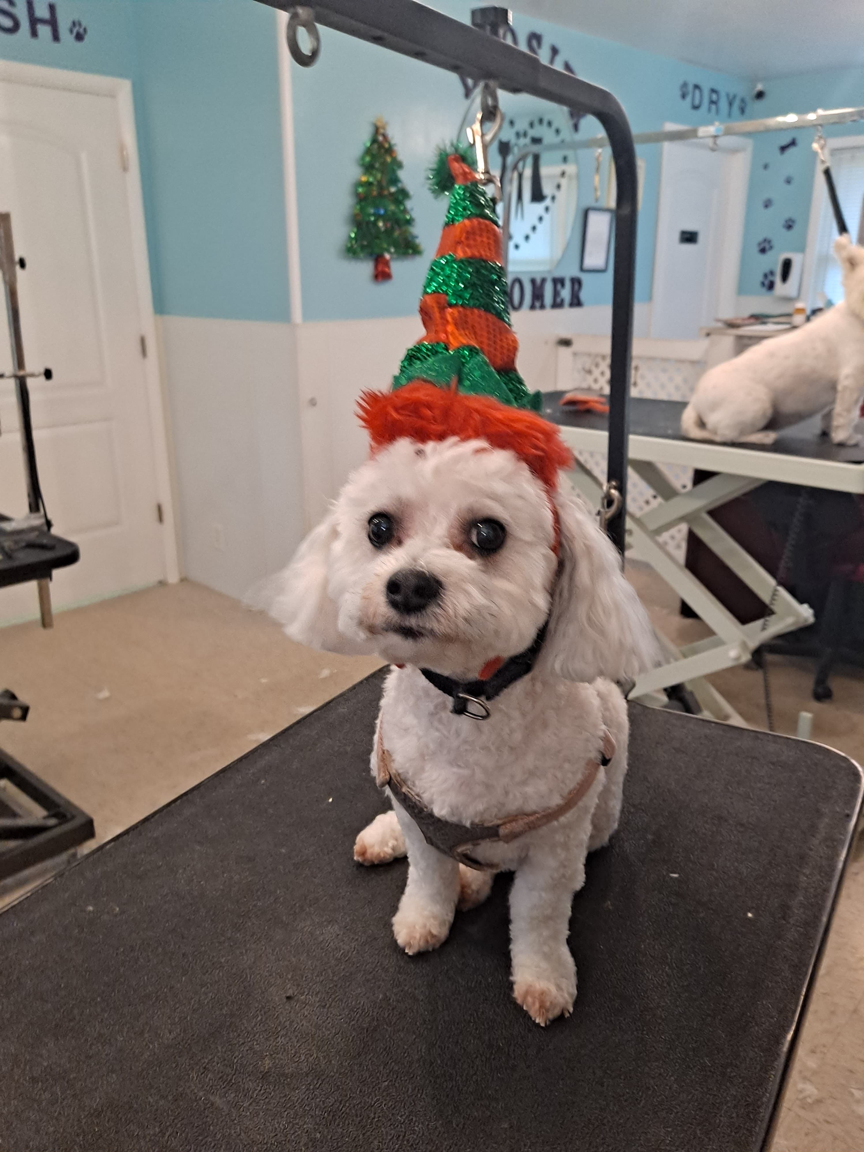 Hoosier Groomer Pet Studio LLC - Pet groomer in Indianapolis, IN