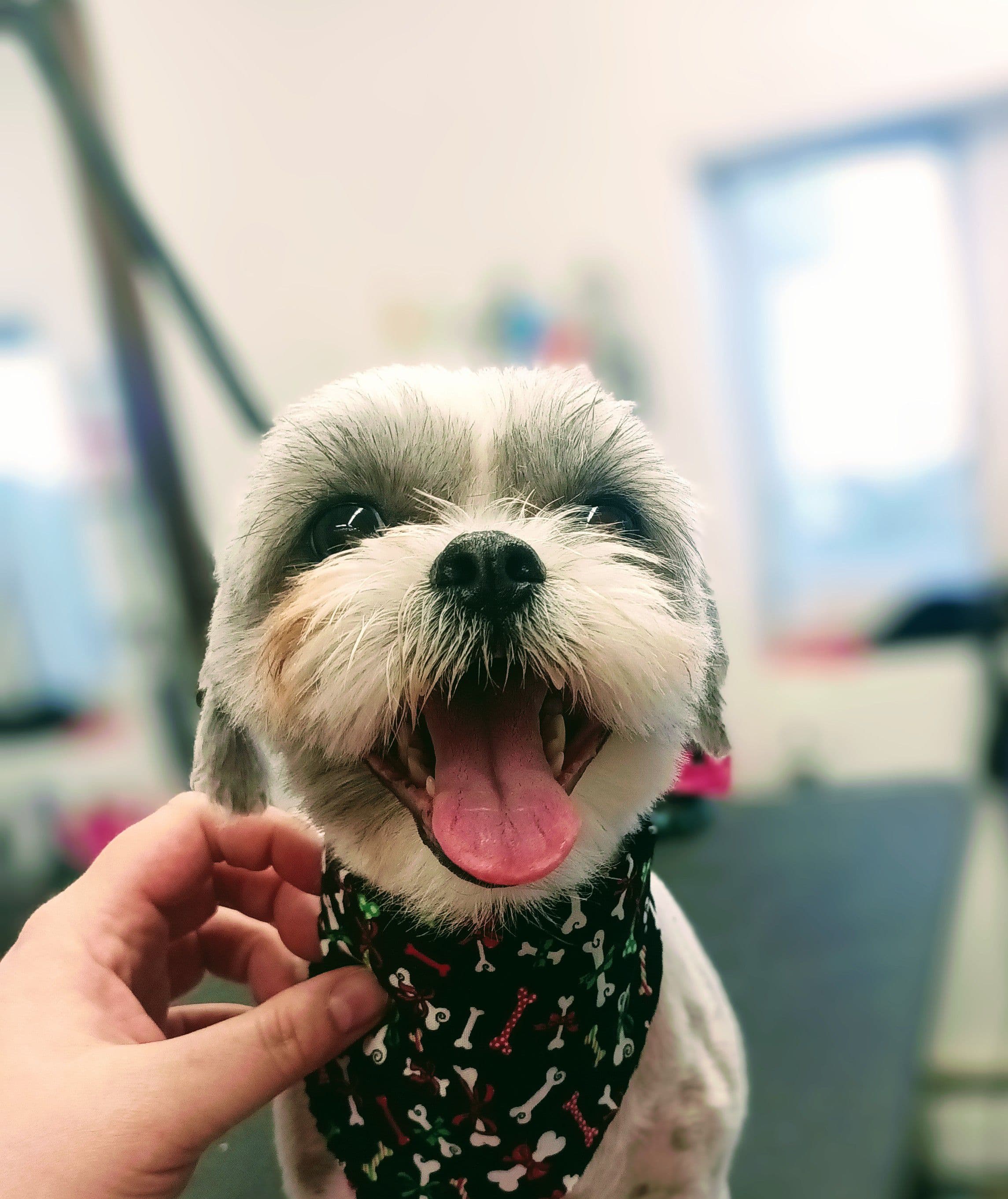 Mile High Grooming - Pet groomer in Englewood, CO