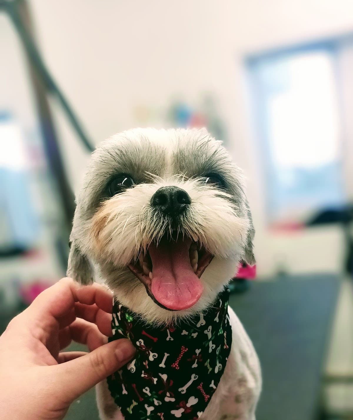 Mile High Grooming - Pet groomer in Englewood, CO