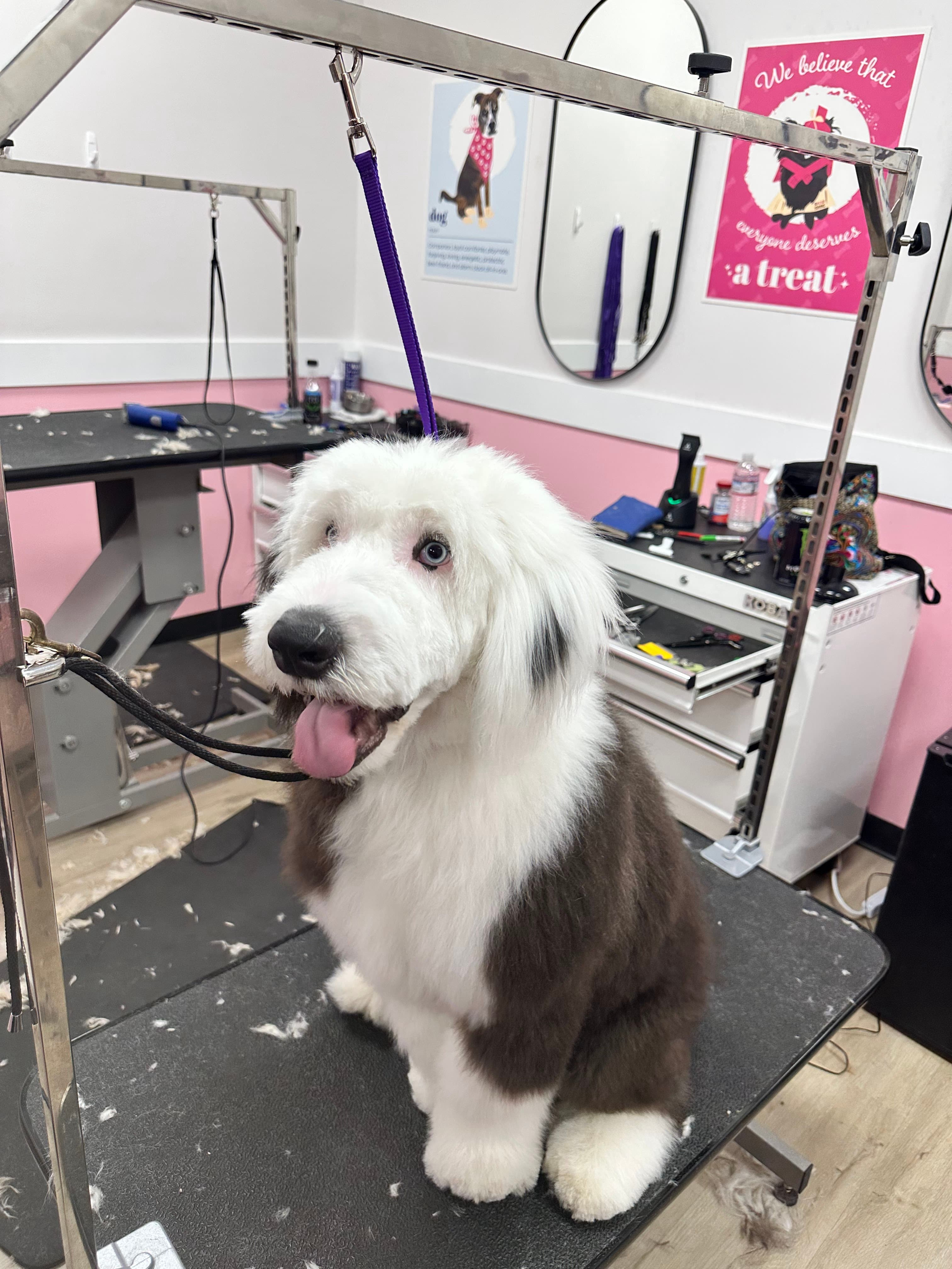 Woof Gang Bakery & Grooming Capitol Hill - Pet groomer in Seattle, WA