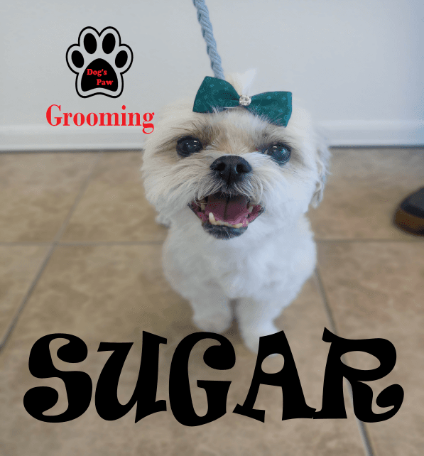 Dogs paw GROOMING - Pet groomer in Phoenix, AZ