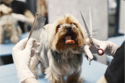 petbar Boutique - Austin Cedar Park - Pet groomer in Cedar Park, TX