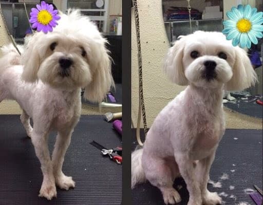 Olympic Pet Shop - Pet groomer in Los Angeles, CA