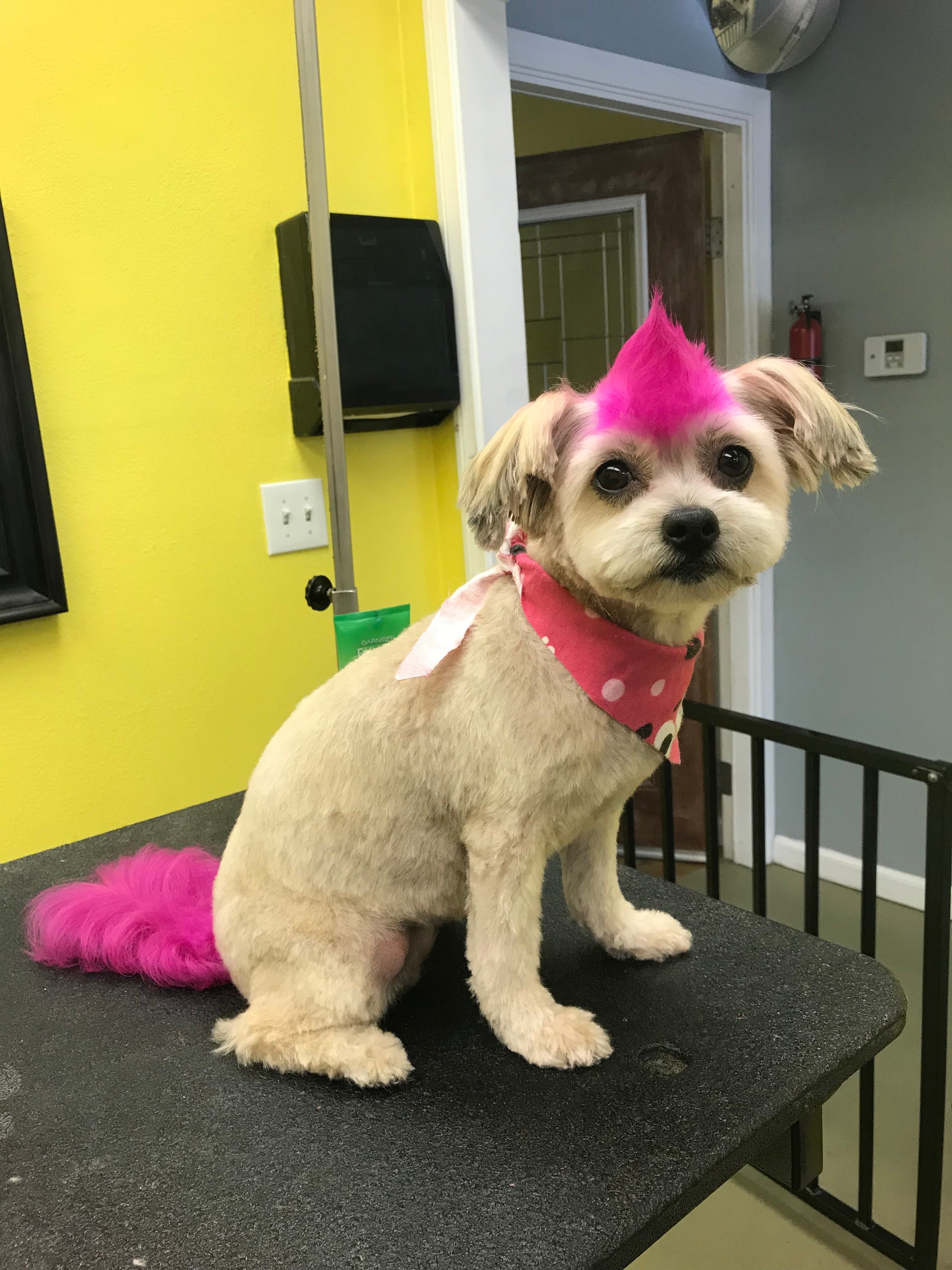 Diego Dogs Grooming - Pet groomer in San Diego, CA