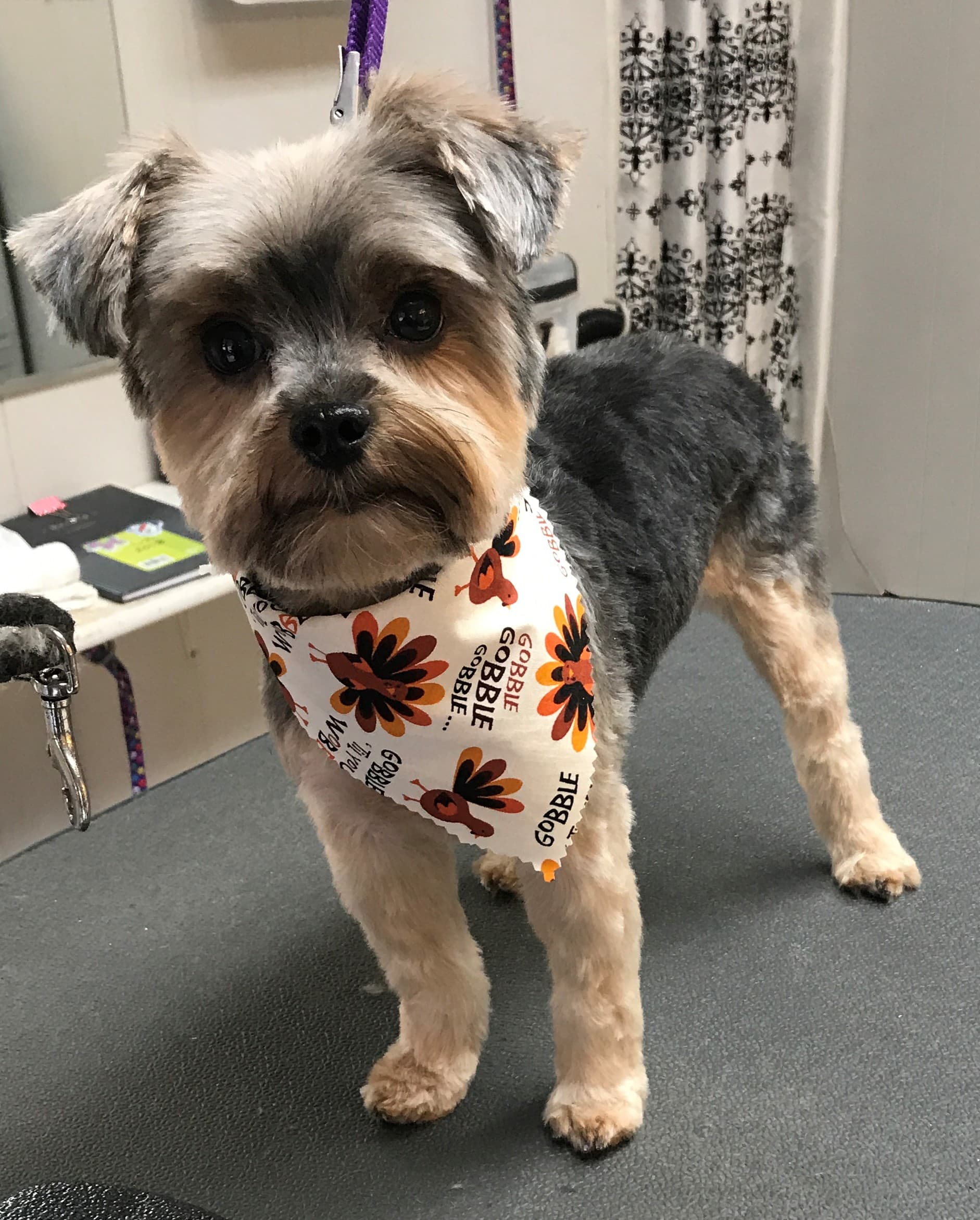 House of Paws - Pet groomer in Chicago, IL