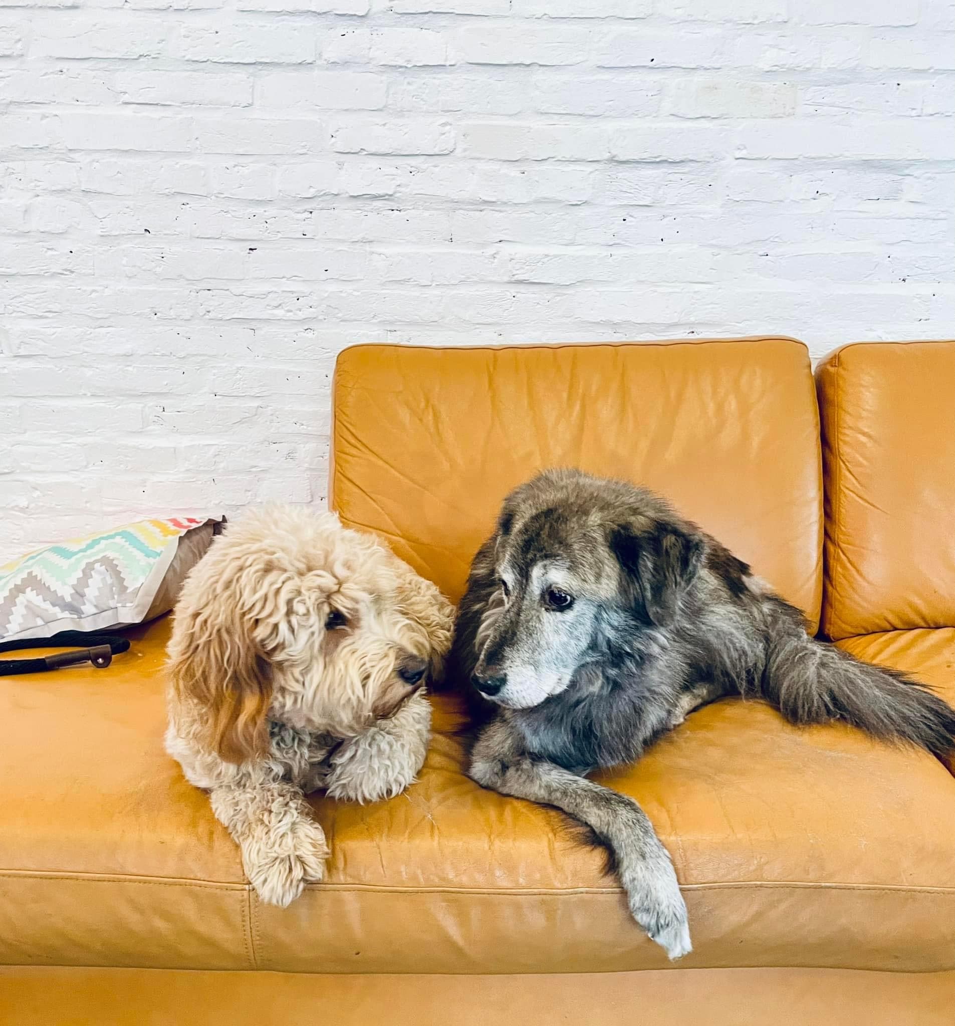 Woofotel - Pet groomer in Baltimore, MD