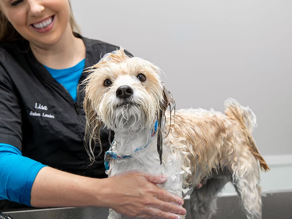 PetSmart - Pet groomer in Hampton, VA