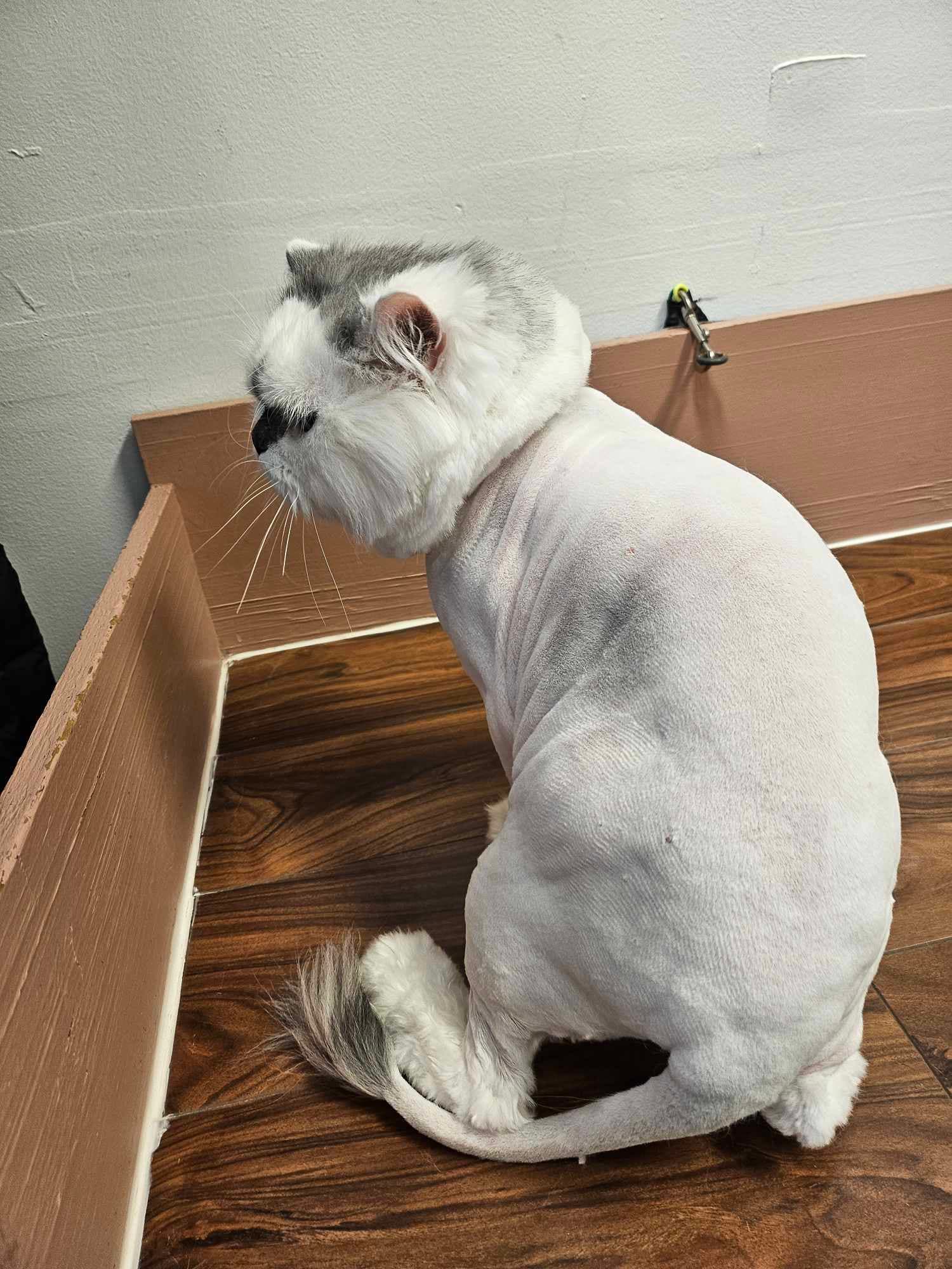 Portland Cat Grooming - Pet groomer in Portland, OR