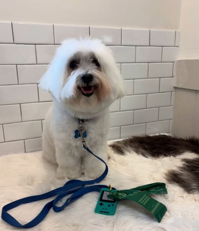 Pet Story NY - Pet groomer in Fort Lee, NJ
