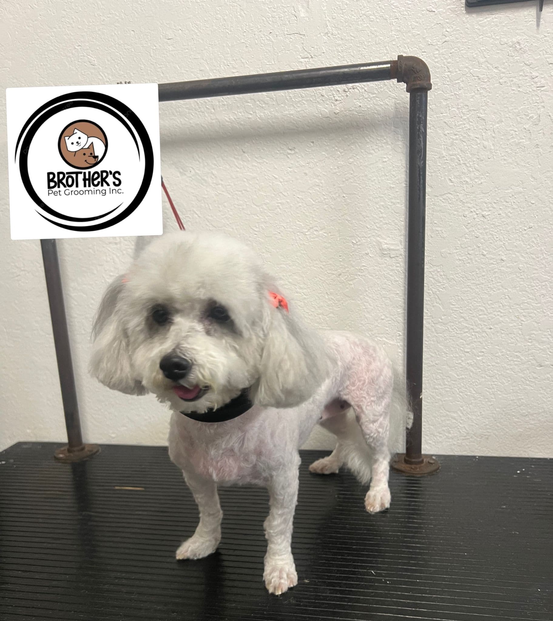 Brother's Pet Grooming - Pet groomer in Los Angeles, CA