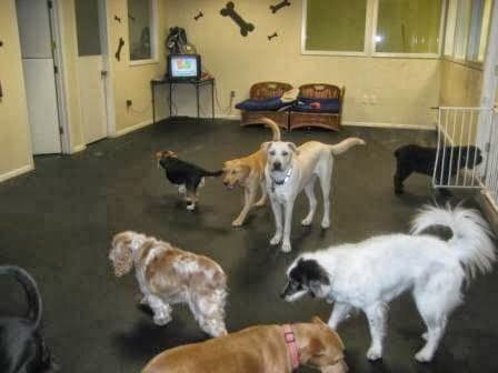 Austin Dogtown Boarding & Daycare - Pet groomer in Austin, TX