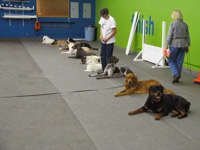 Austin Canine Central - Pet groomer in Austin, TX