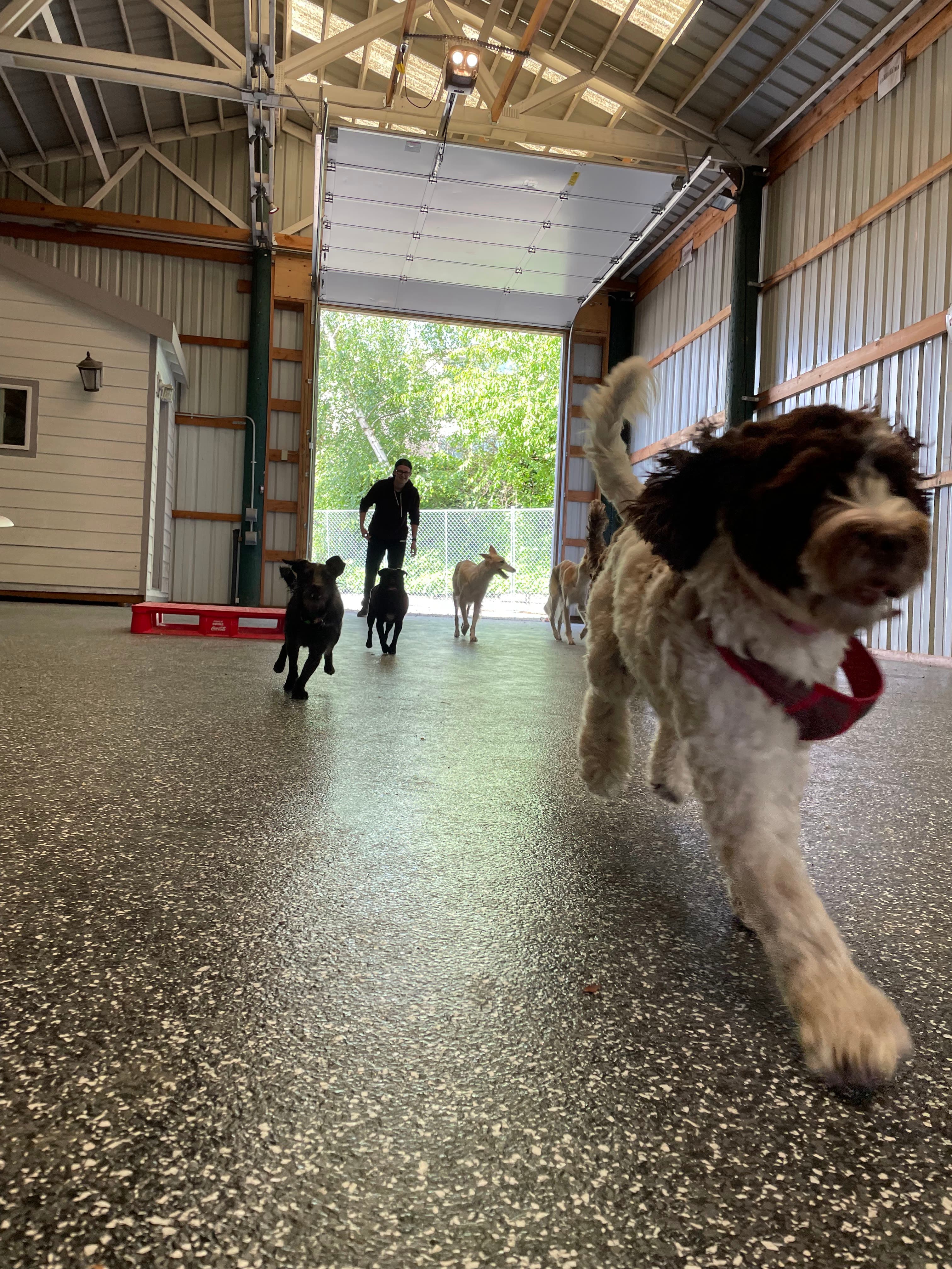 Dogville on Barbur - Pet groomer in Portland, OR