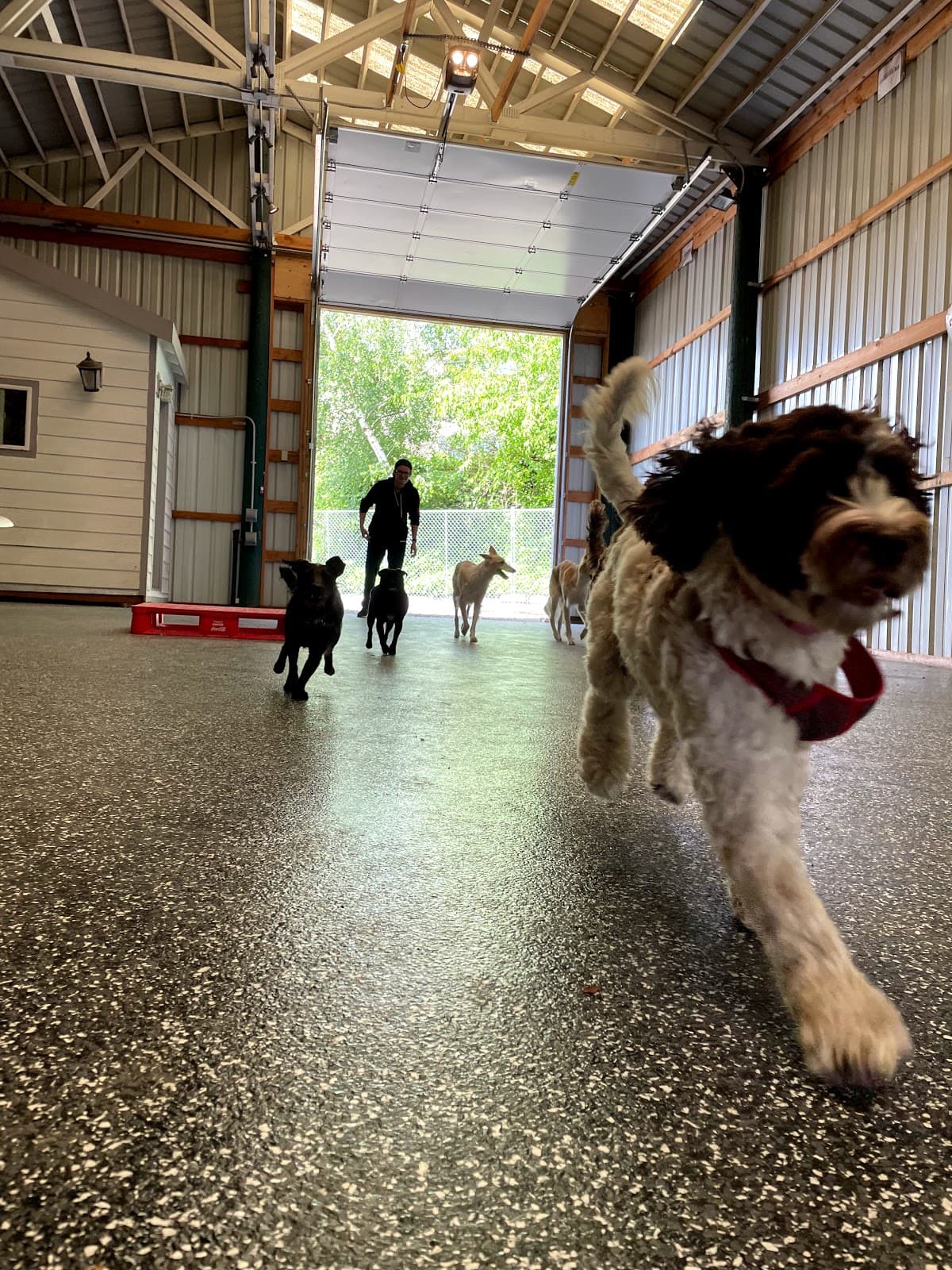 Dogville on Barbur - Pet groomer in Portland, OR