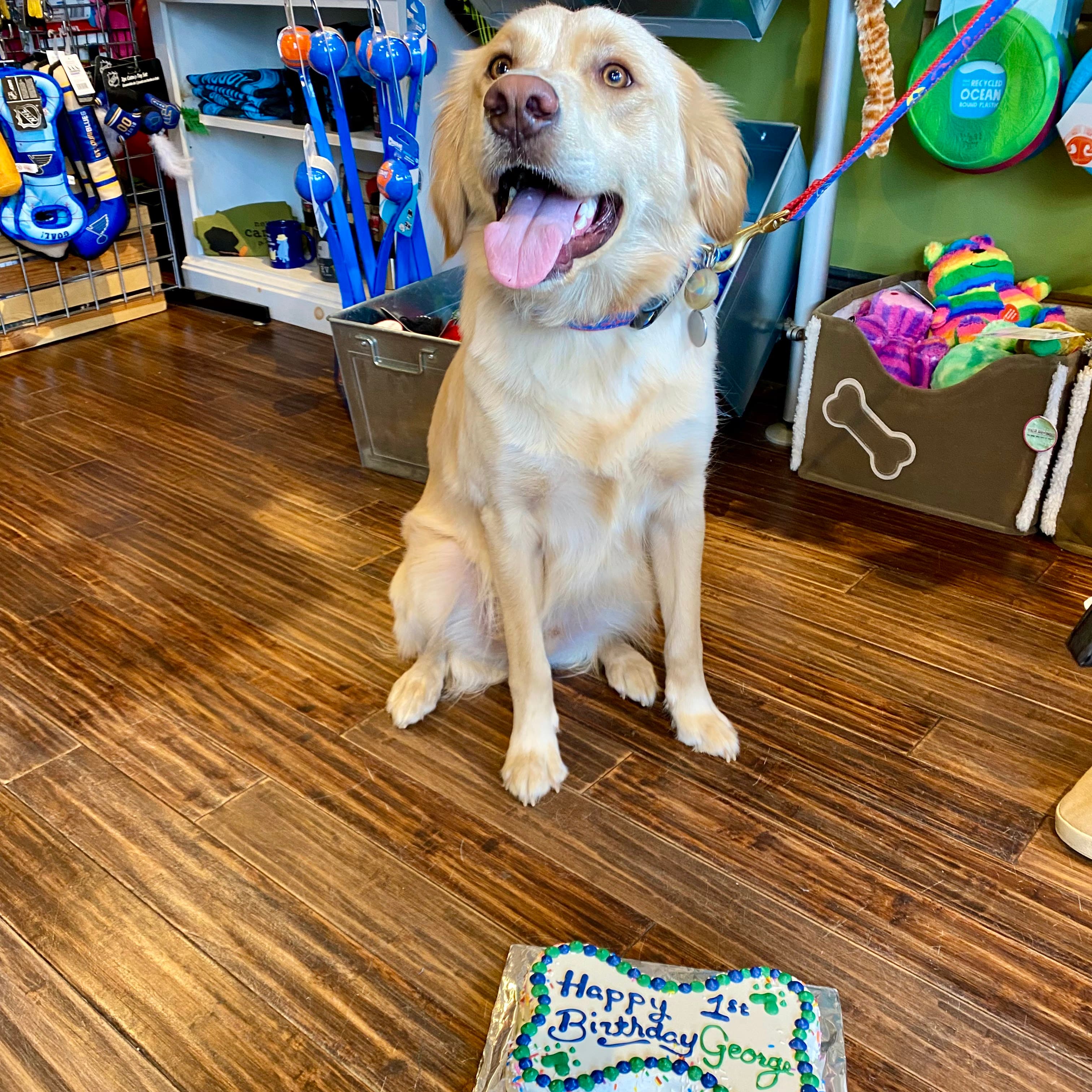 Four Muddy Paws - Pet groomer in St. Louis, MO