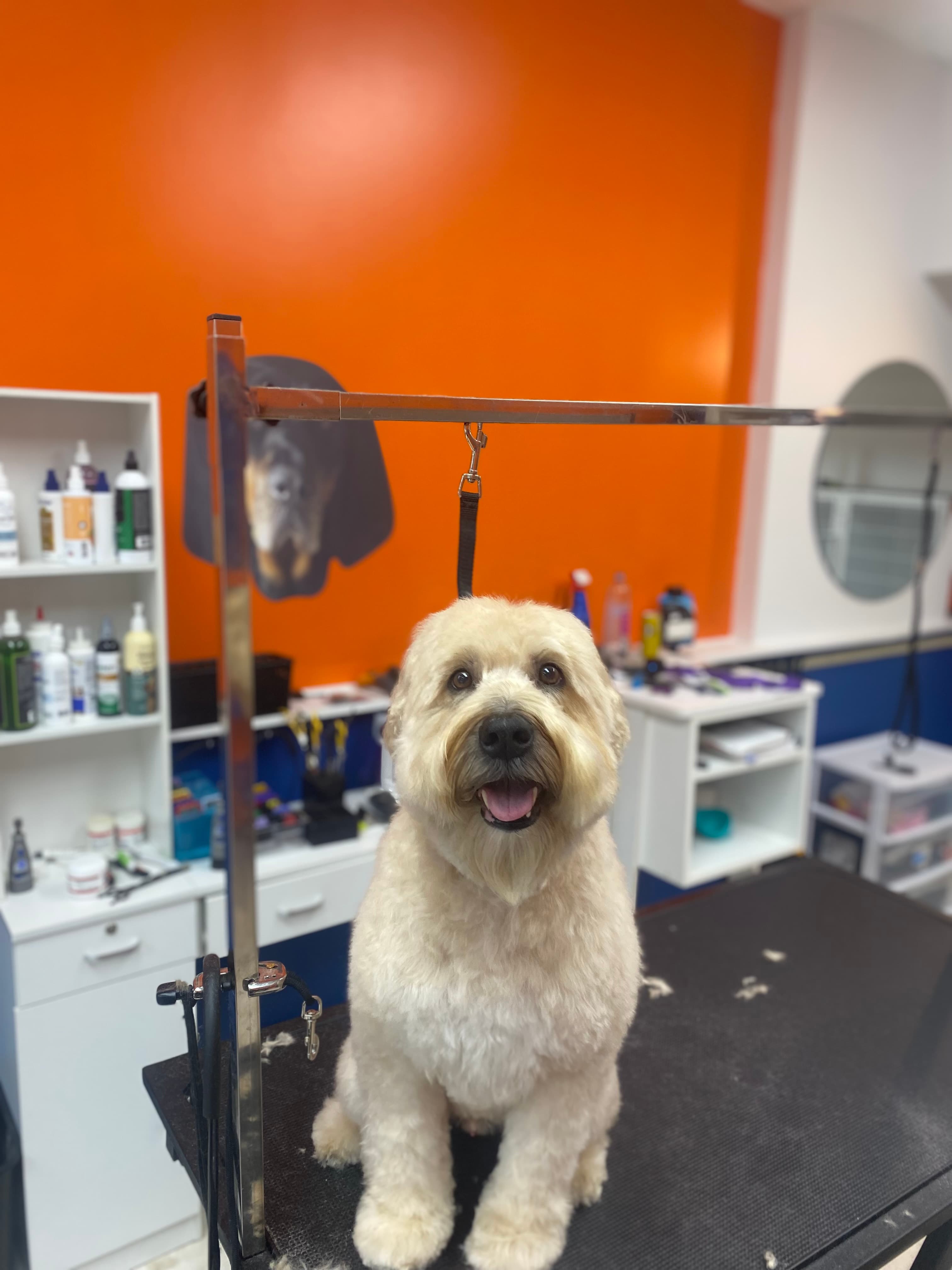 Raw Dogs Grooming - Pet groomer in Cleveland, OH