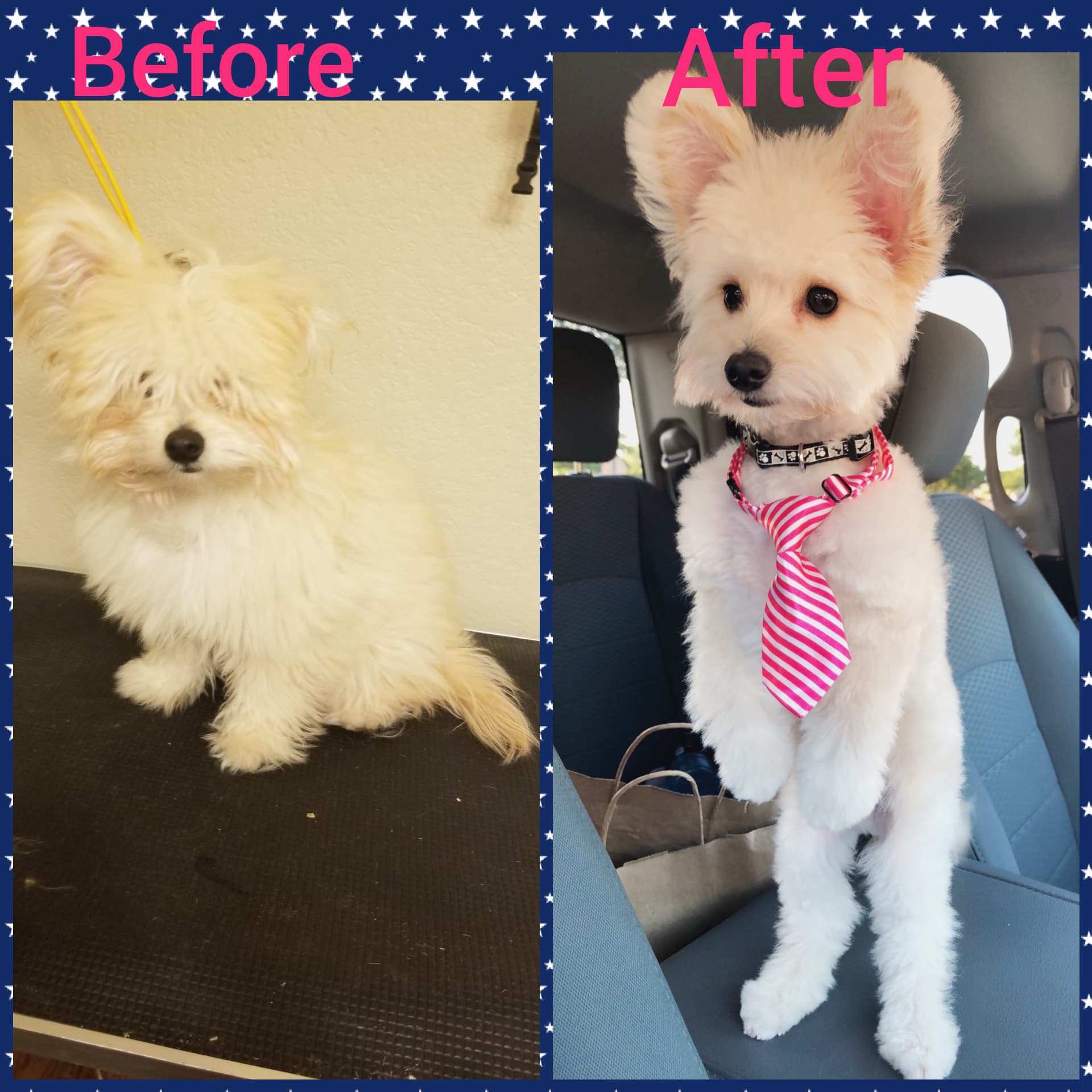 grooming the pets - Pet groomer in Austin, TX