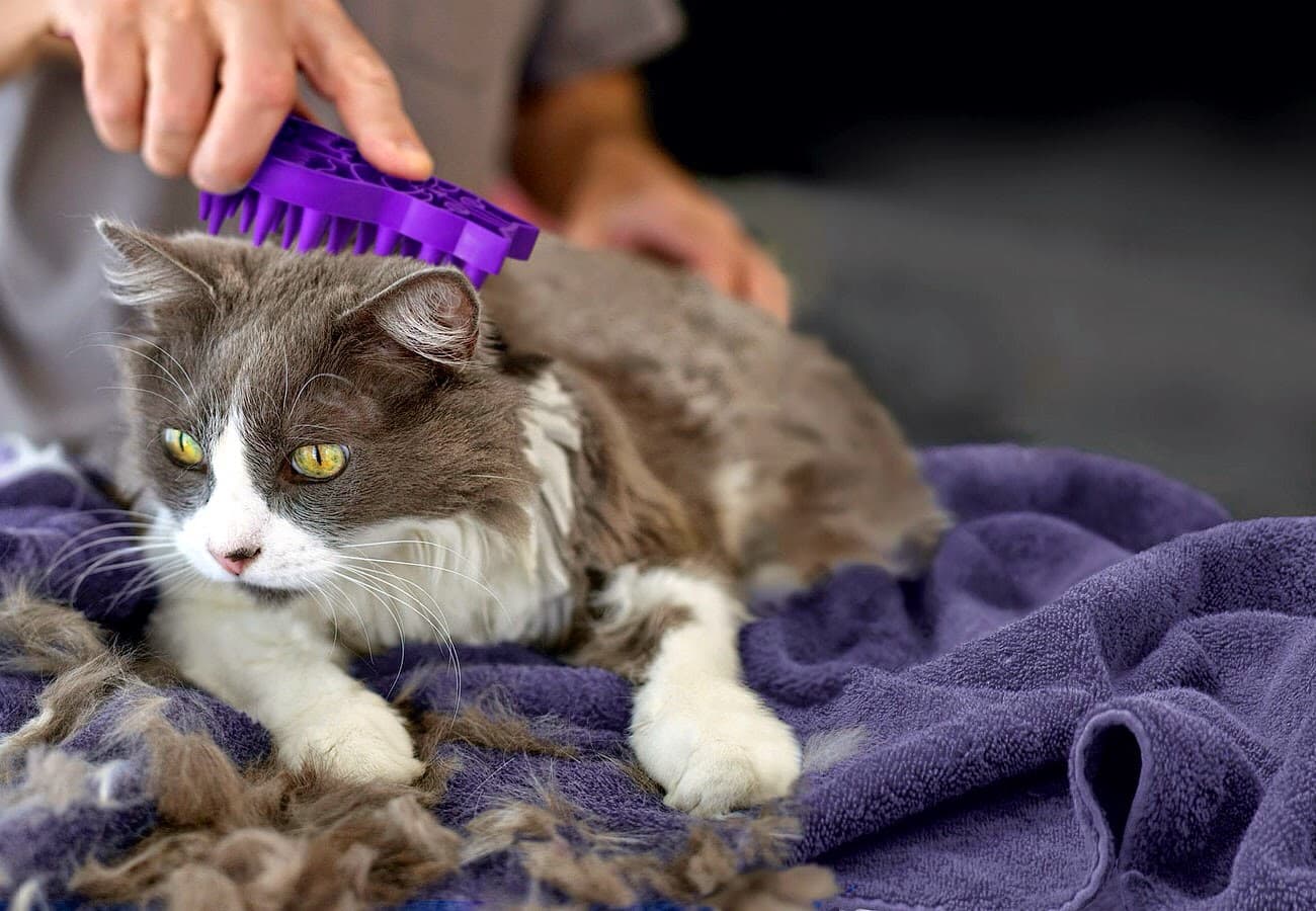 The Cat's Meow Grooming & Suites - Pet groomer in Richfield, MN