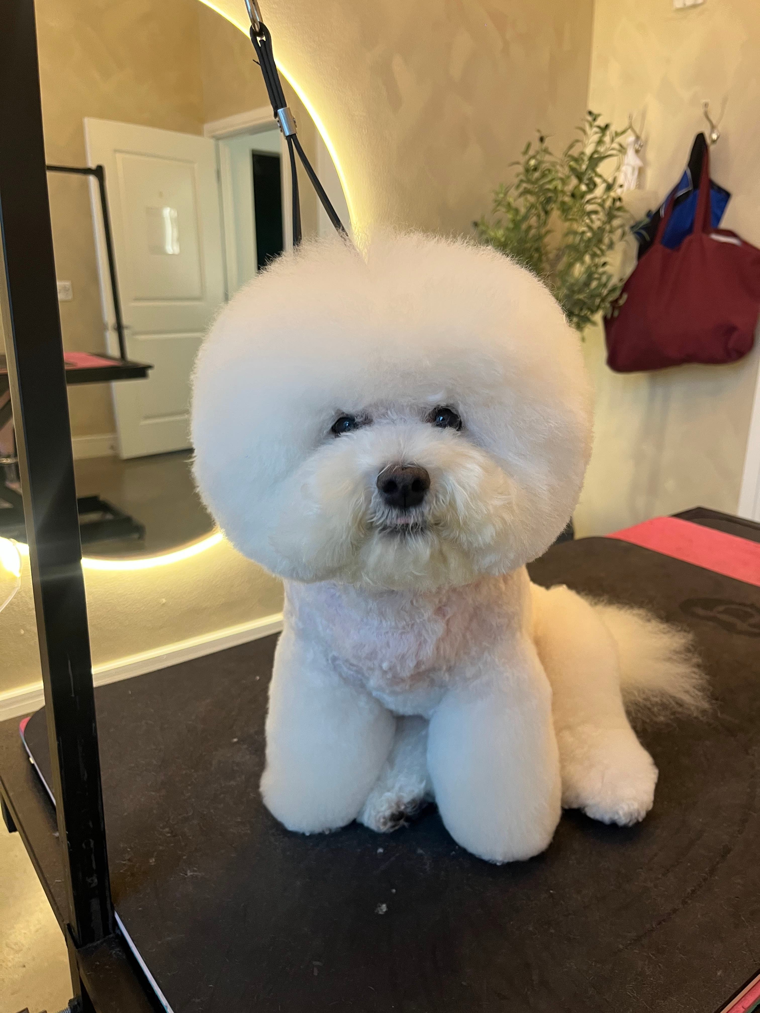 Gajeel’s Grooming Studio - Pet groomer in Austin, TX