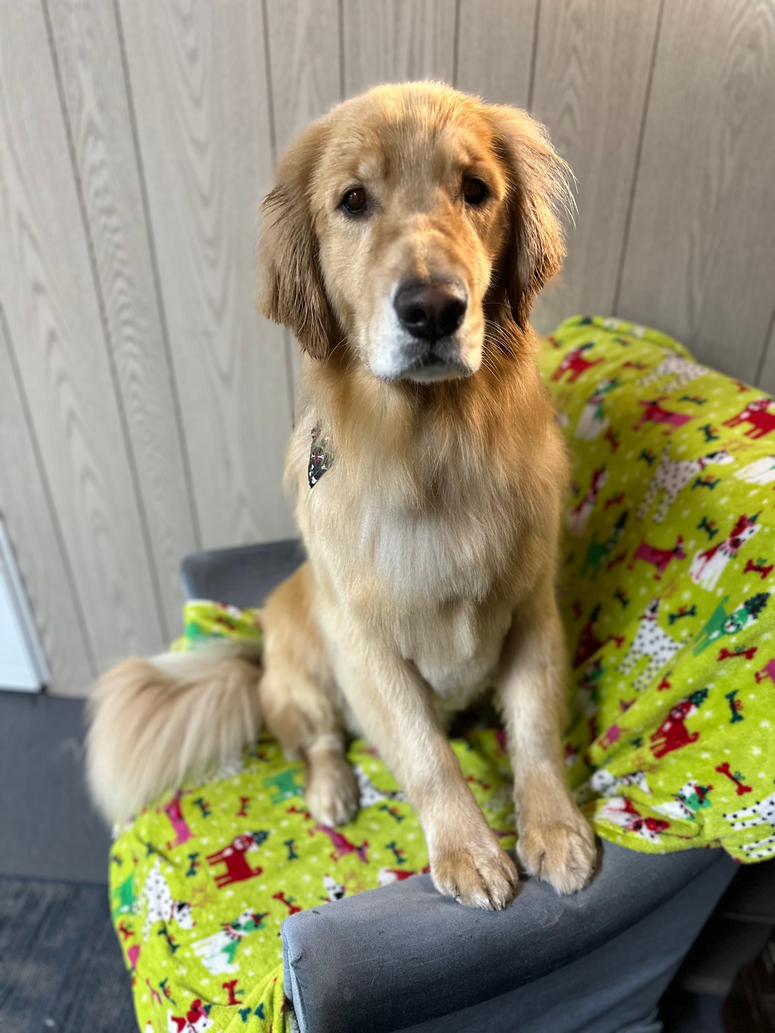 Bex Grooming LLC - Pet groomer in Indianapolis, IN