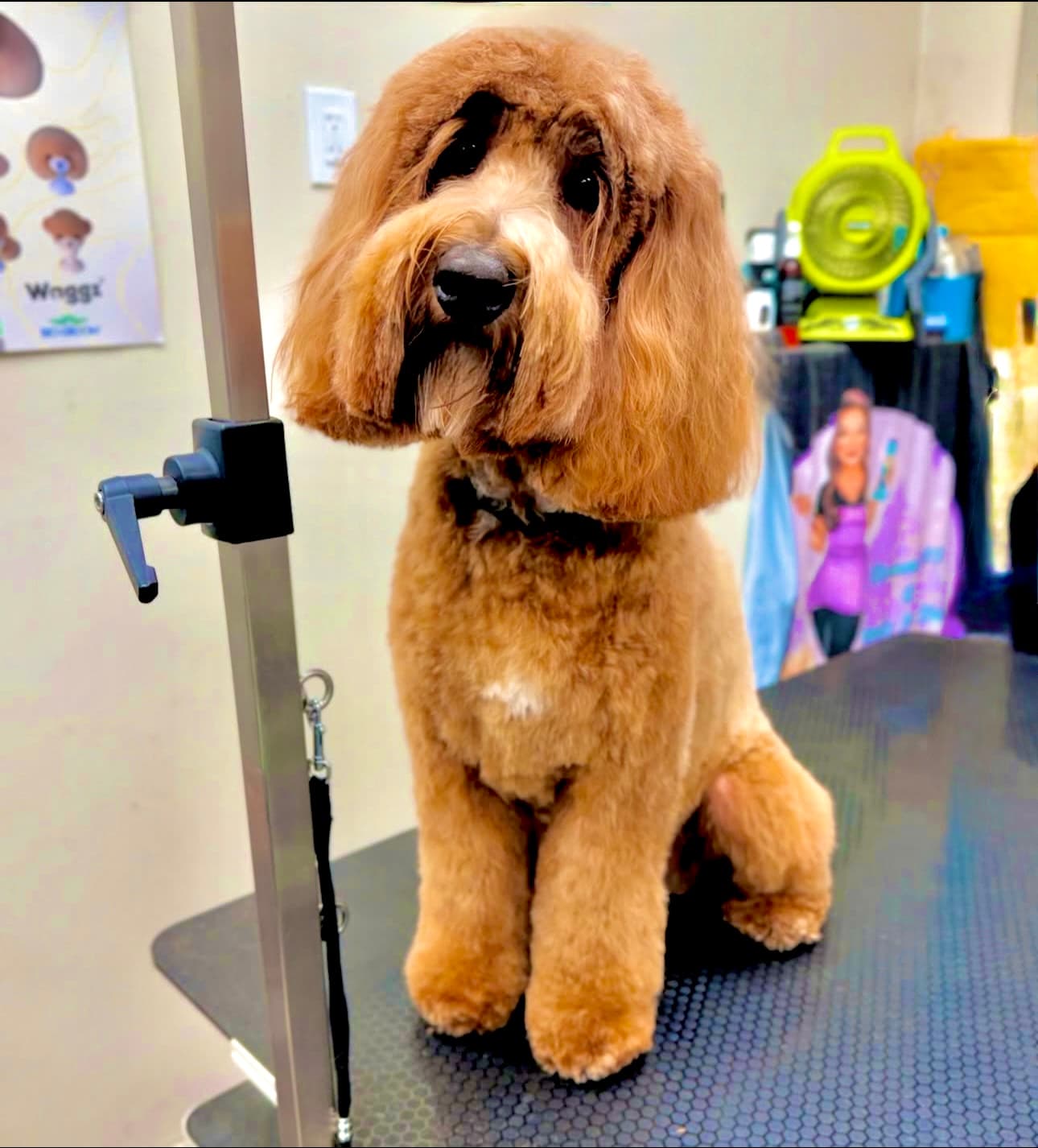 Groomer19 & Friends Pet Salon - Pet groomer in San Diego, CA