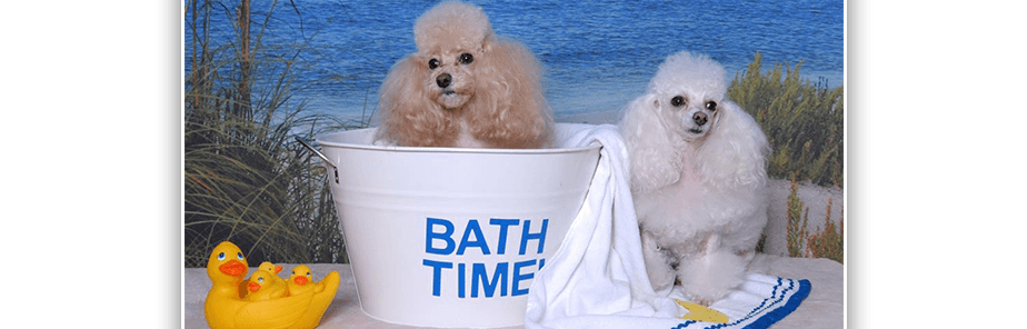 Claws and Paws - Pet groomer in Temple Terrace, FL