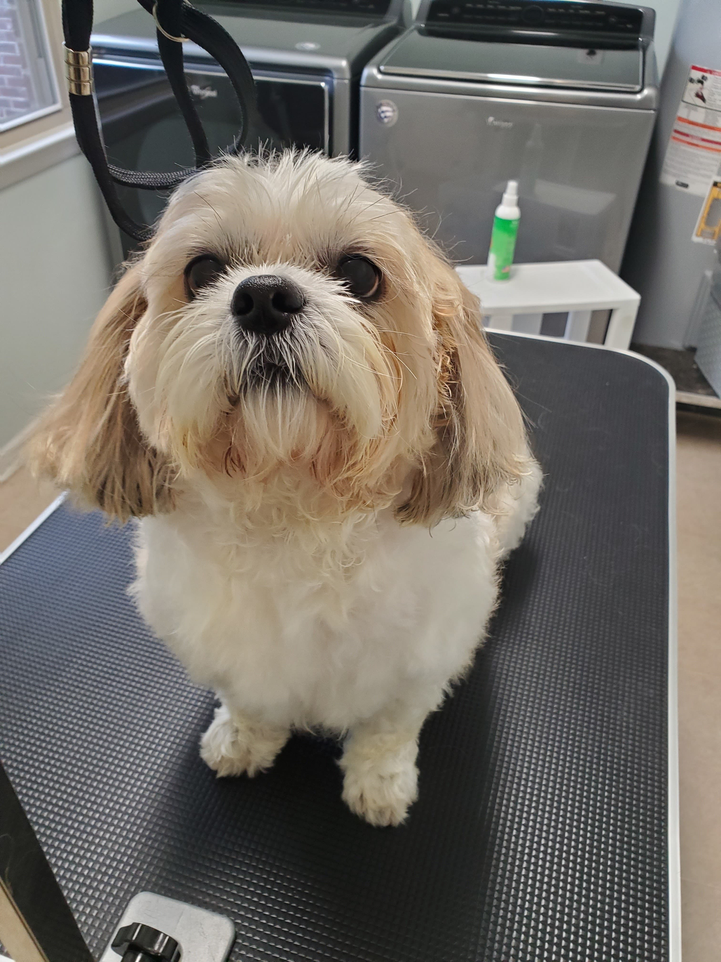 The Laundromutt Grooming - Pet groomer in Murfreesboro, TN