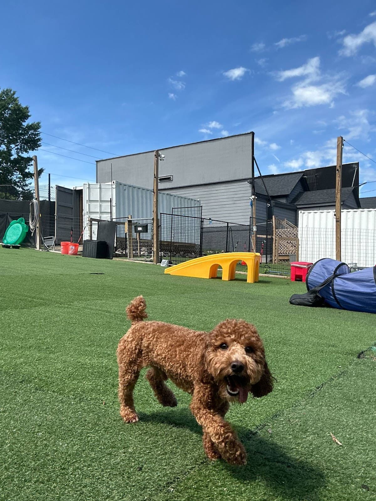 City Dogz ATL - Pet groomer in Atlanta, GA