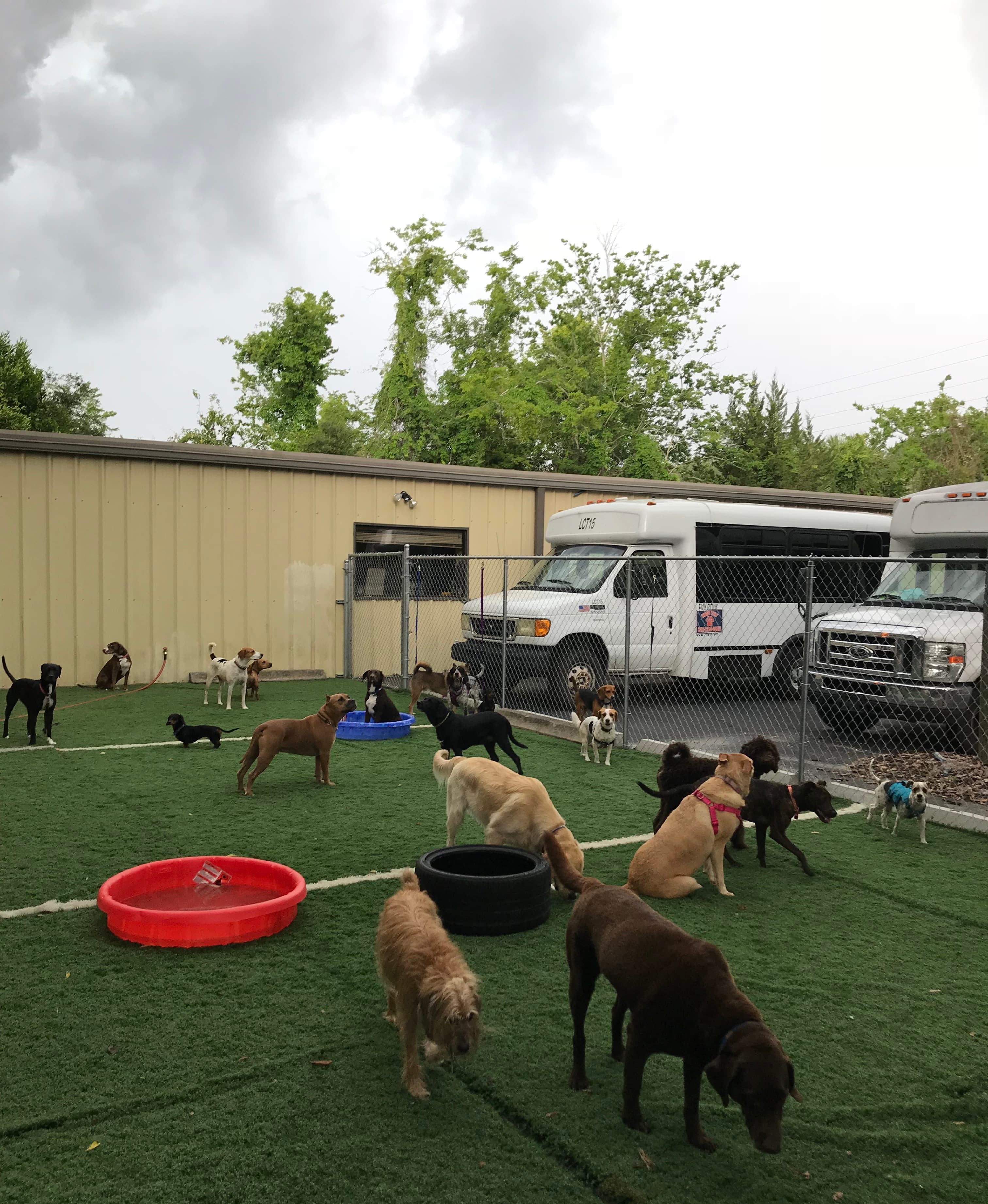 Dog's Rule - Pet groomer in Gainesville, FL