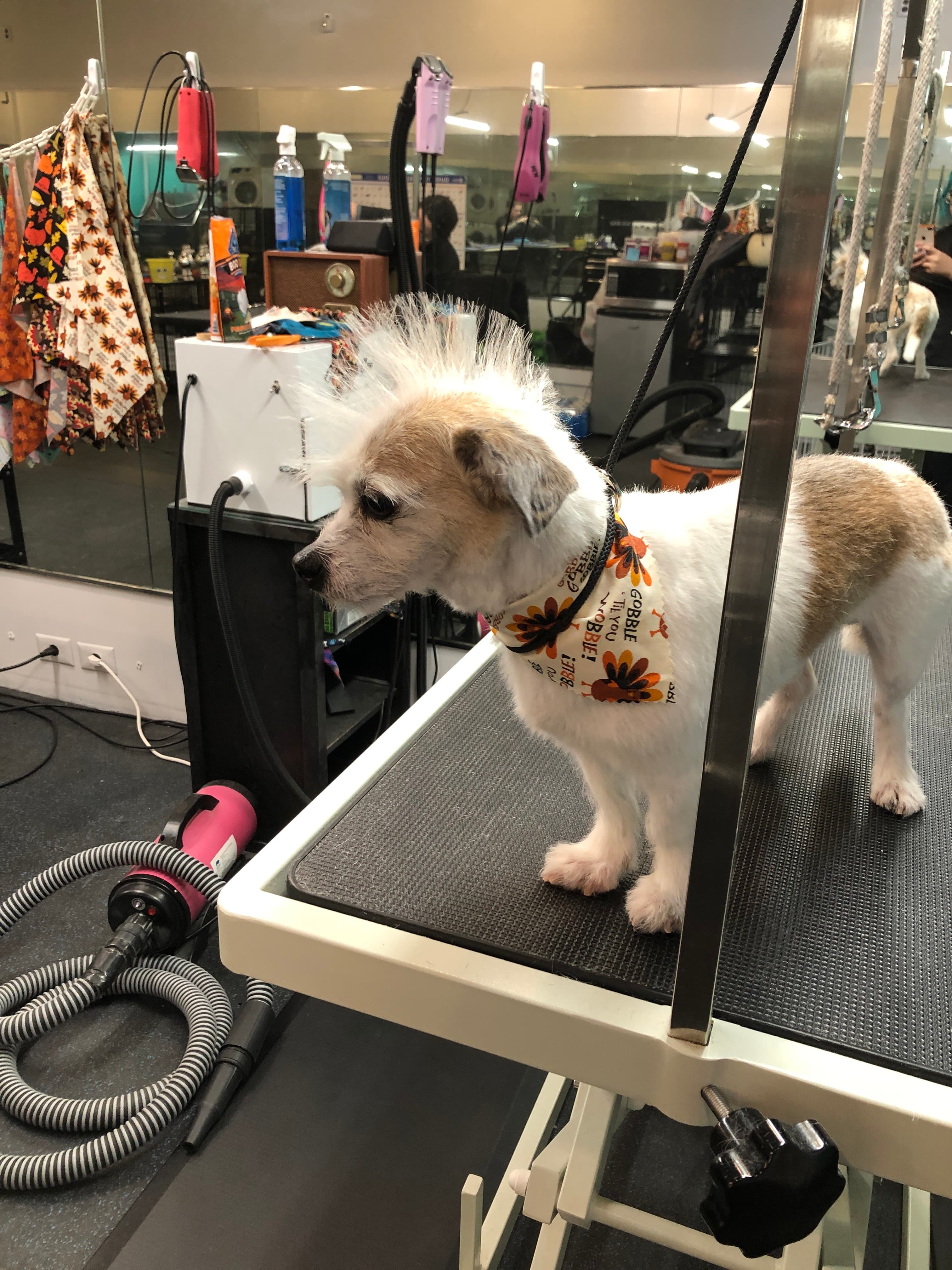 Royal Pup Parlor - Pet groomer in Royal Oak, MI