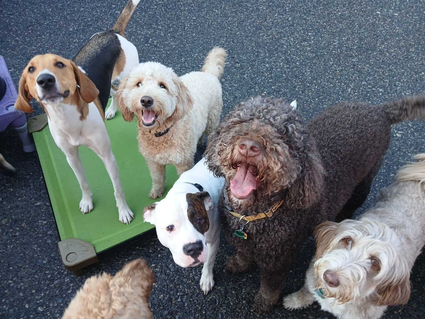 Central Bark Philadelphia-Center City - Pet groomer in Philadelphia, PA