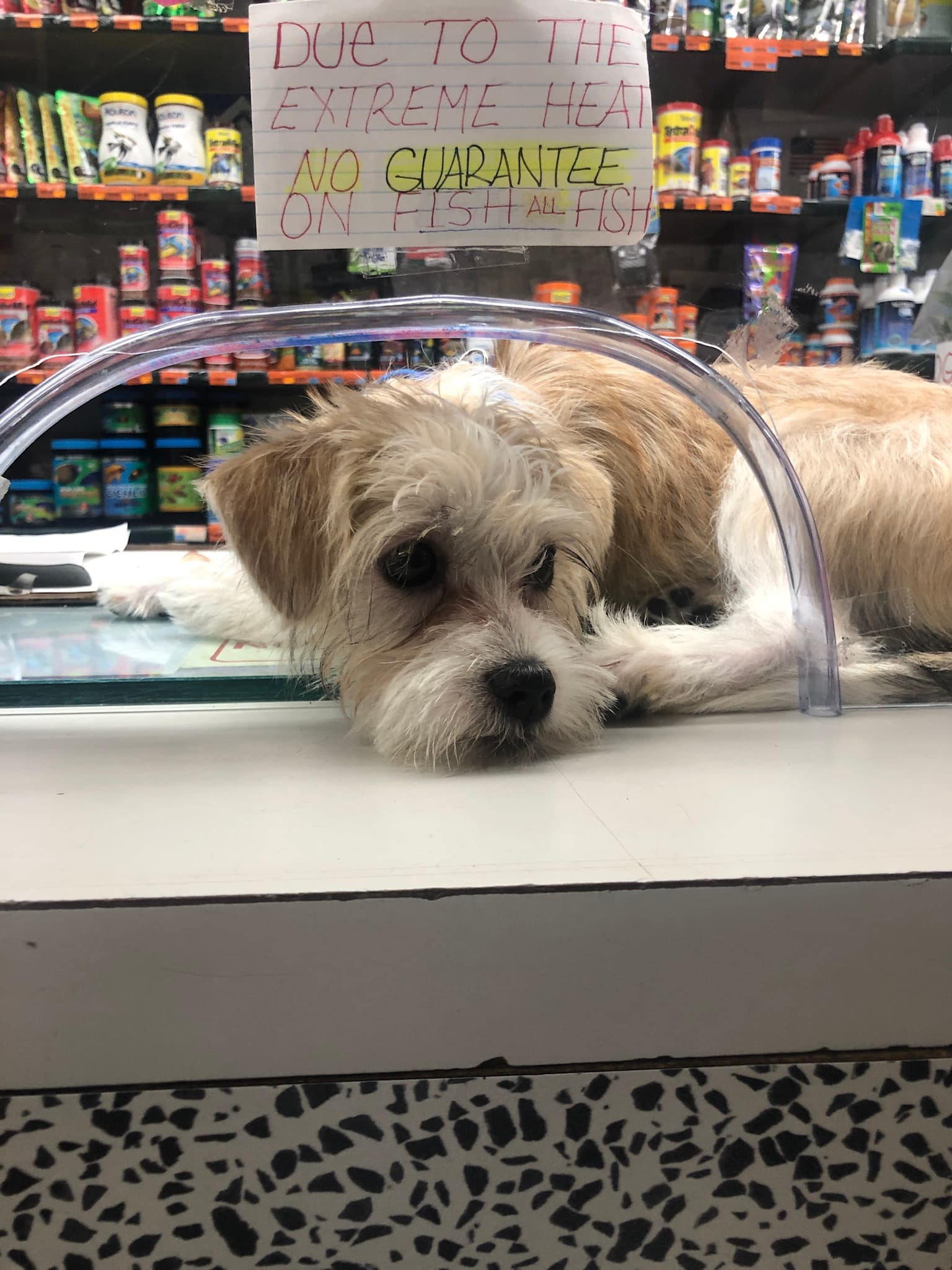 Brooklyn Zoo & Aquarium Pet Store - Pet groomer in Brooklyn, NY