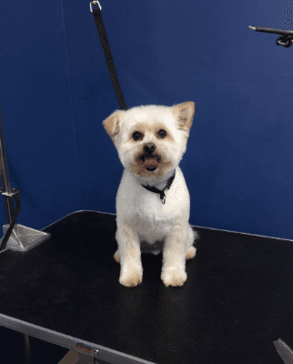 SF Dog Parlour - Pet groomer in San Francisco, CA