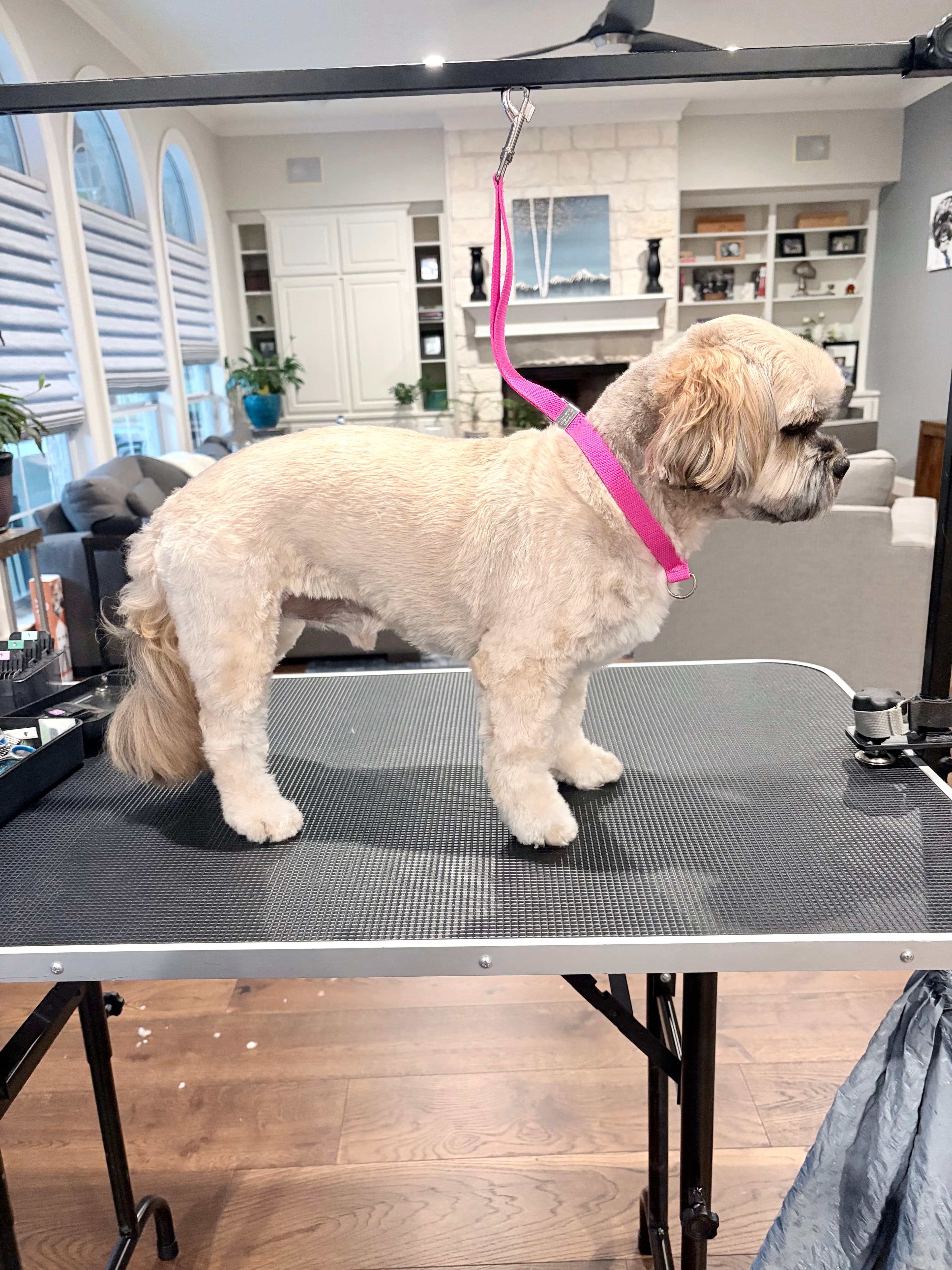 Soft Haven Grooming - Pet groomer in Austin, TX