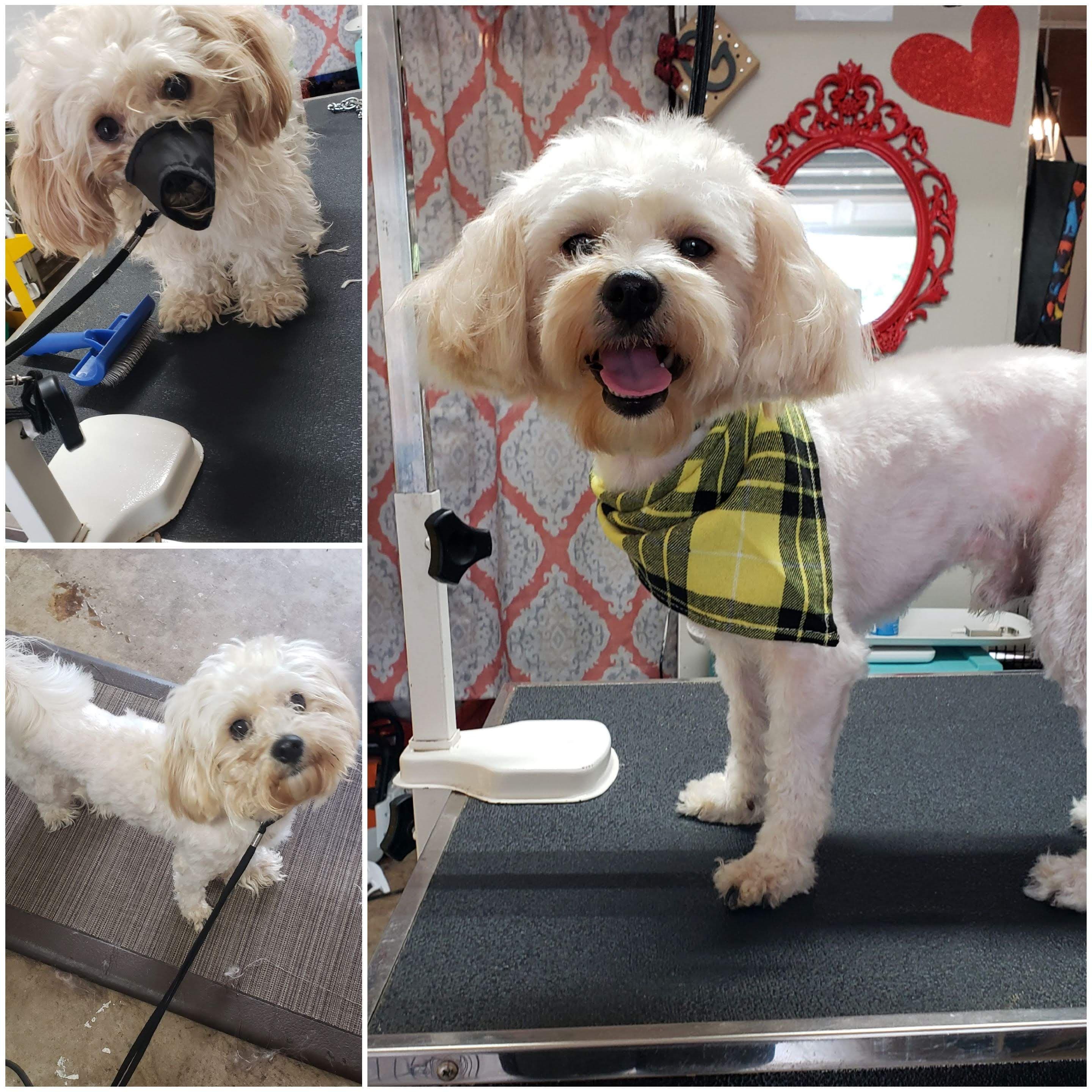 Groom & Bloom Pet Grooming - Pet groomer in San Antonio, TX