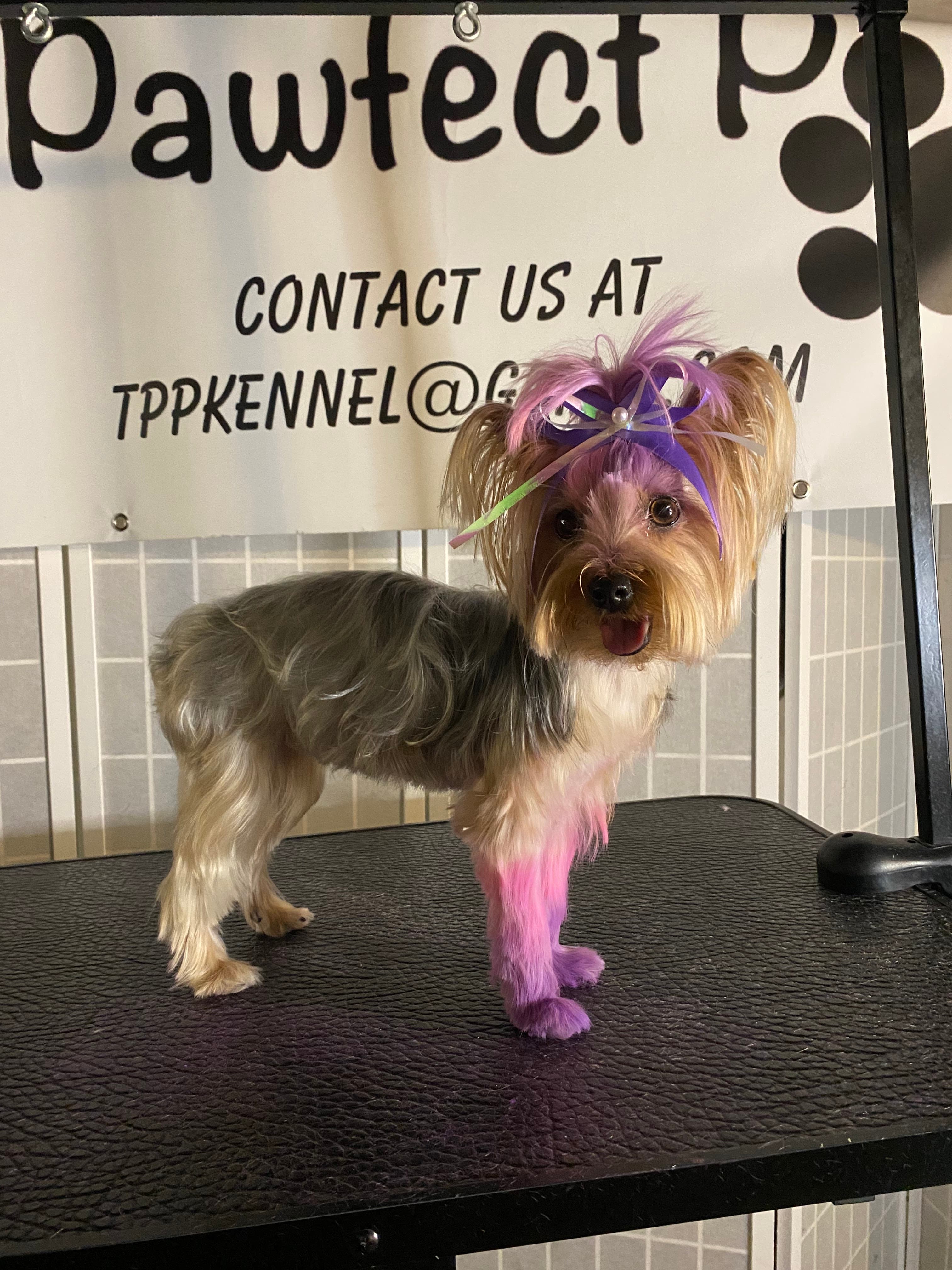The Pawfect Pooch - Pet groomer in Detroit, MI