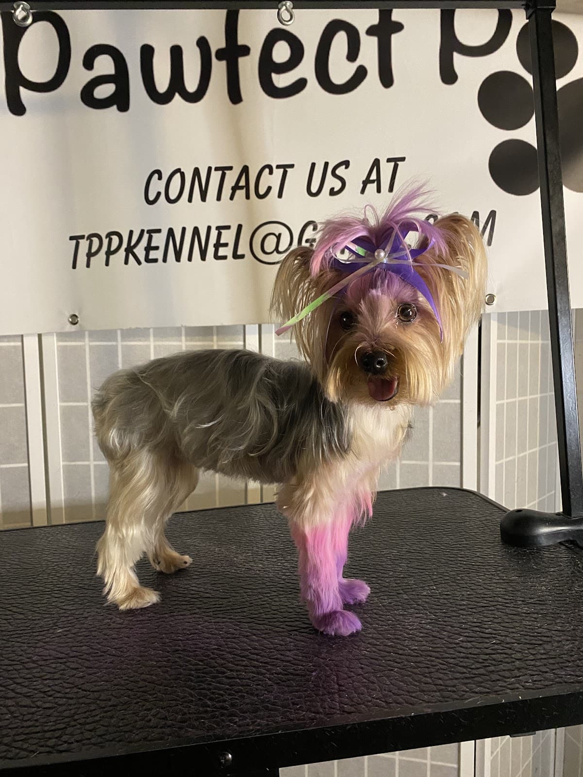 The Pawfect Pooch - Pet groomer in Detroit, MI