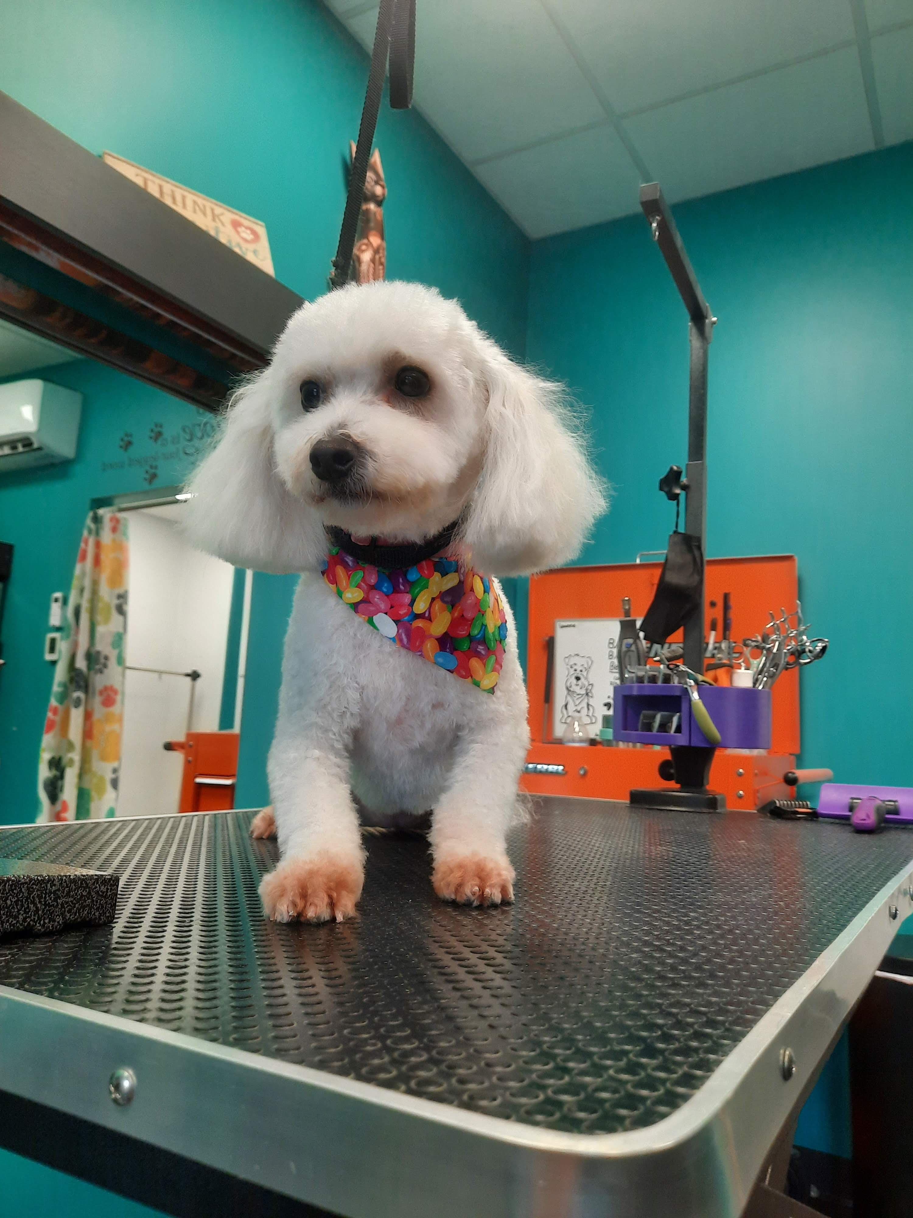 Bark Baths & Beyond Co - Pet groomer in Fairview, PA