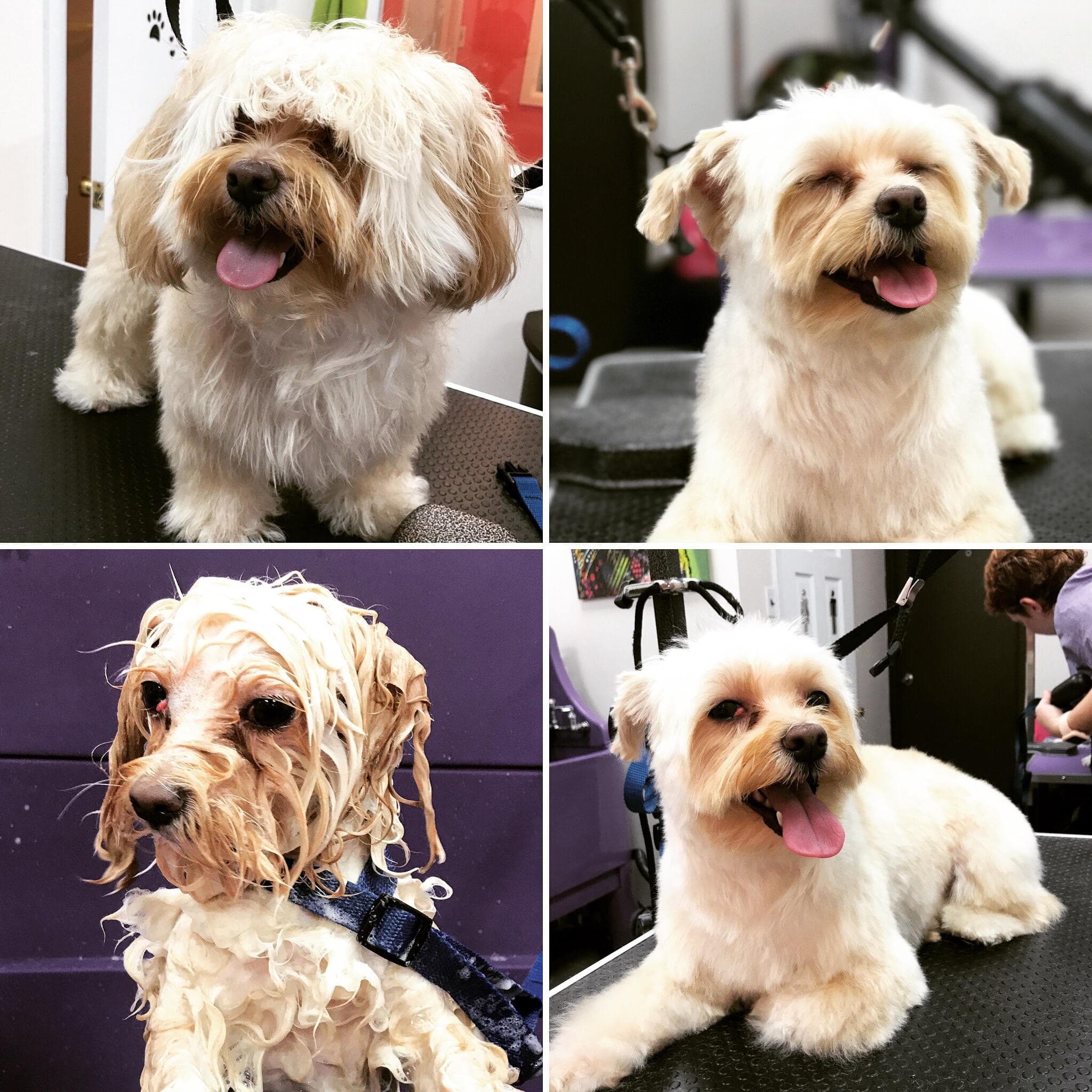 Disco Paws - Pet groomer in Astoria, NY
