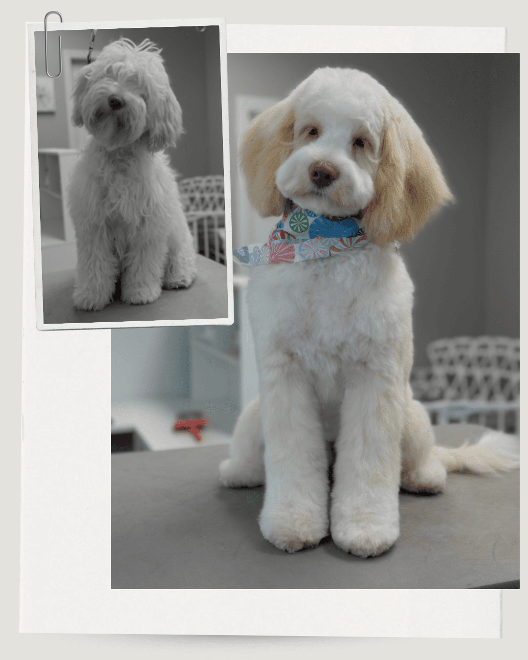 City Pets Grooming Salon - Pet groomer in Sacramento, CA