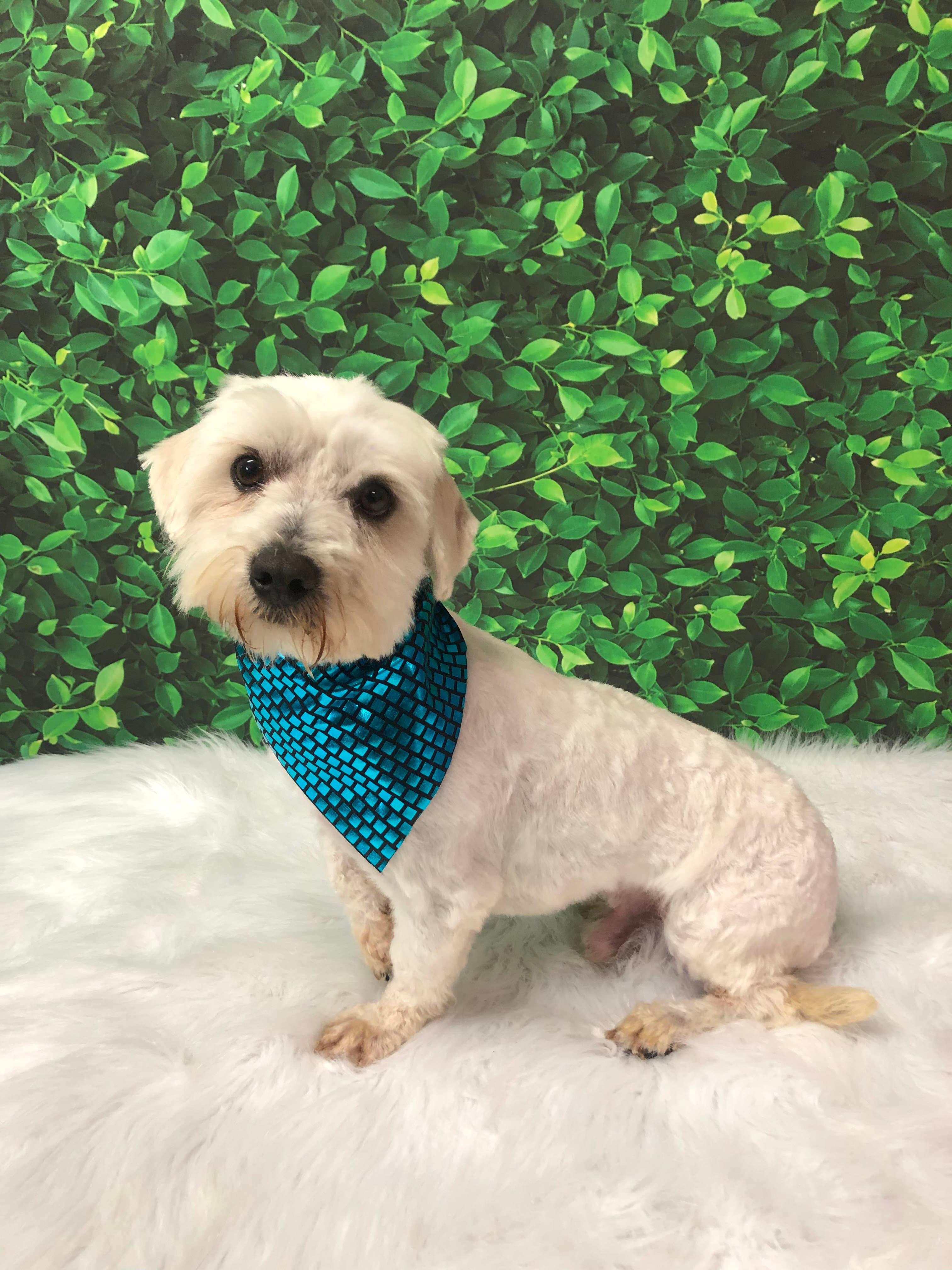 The Paw Central - Pet groomer in Los Angeles, CA