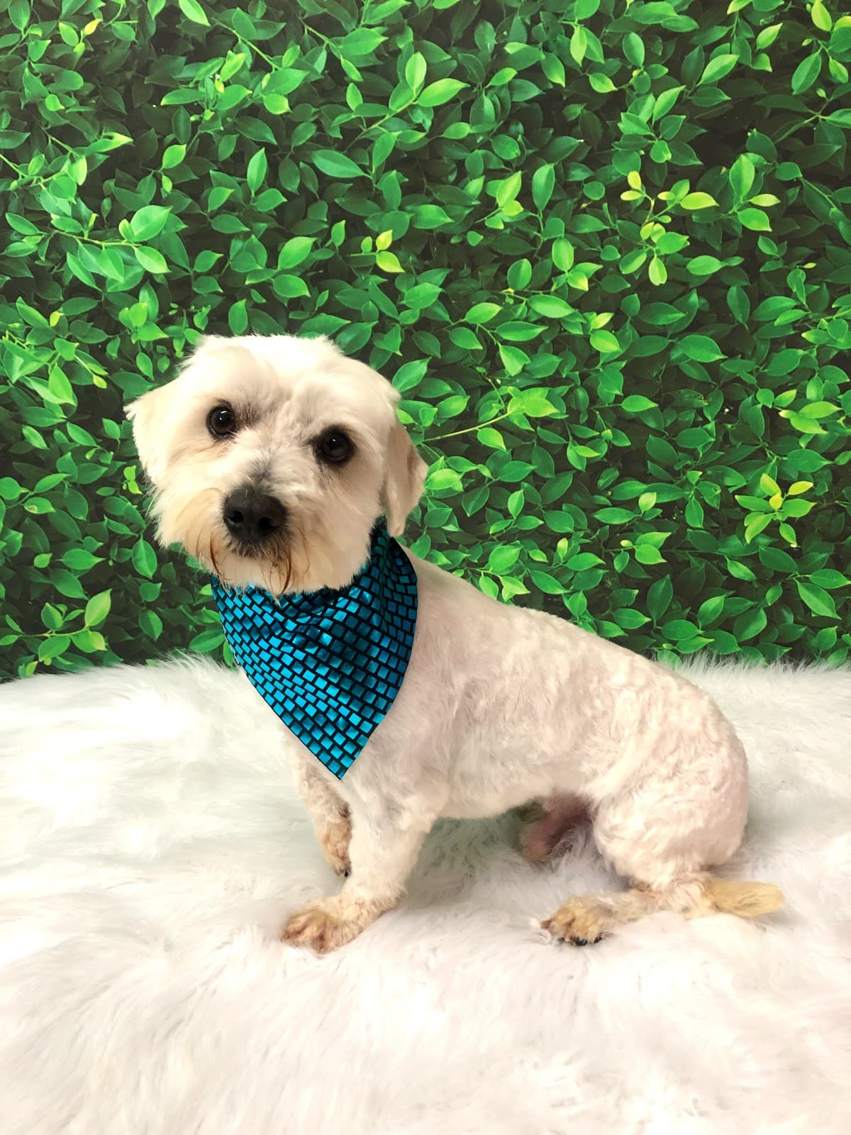 The Paw Central - Pet groomer in Los Angeles, CA