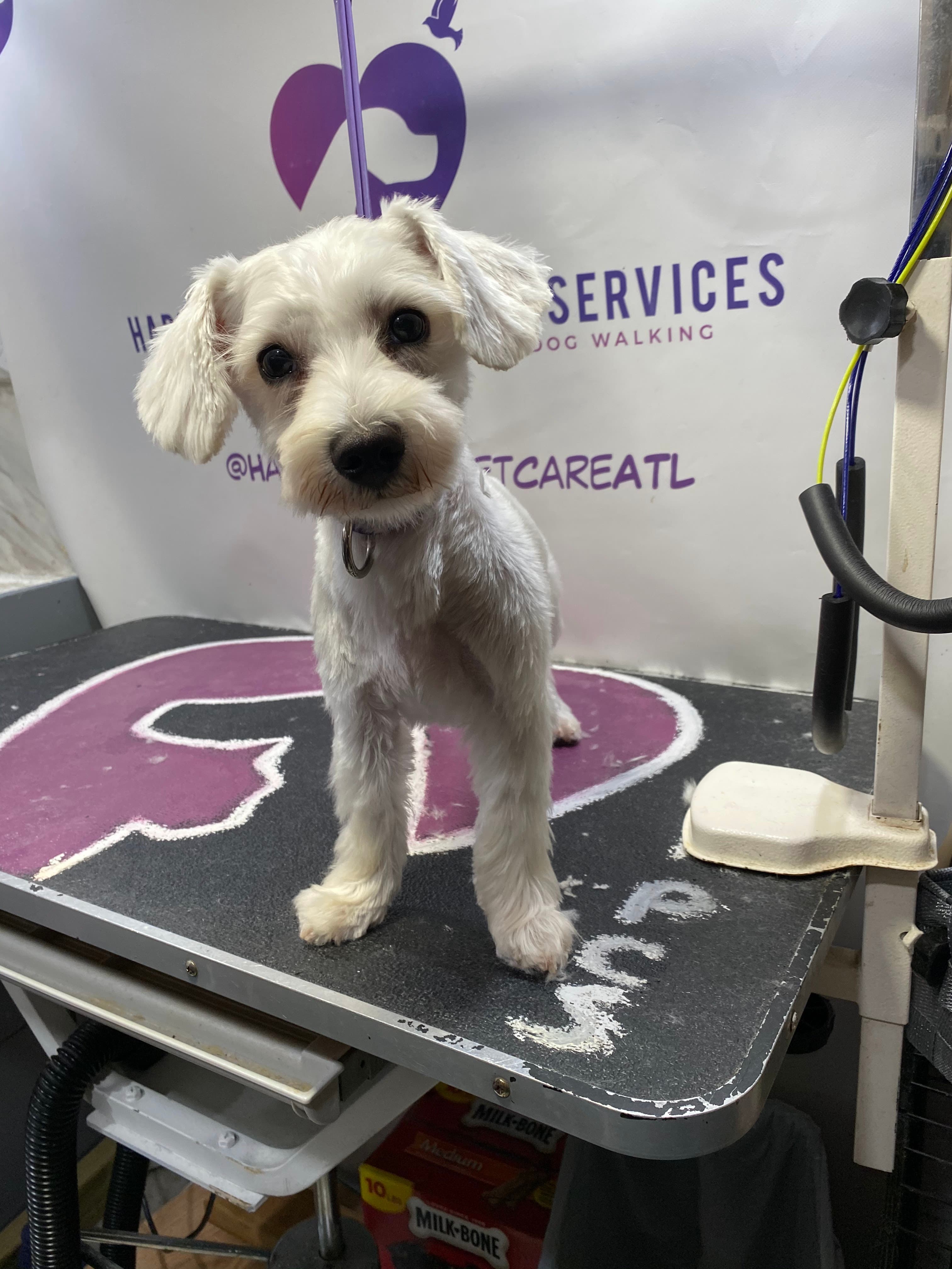 Happy Hearts Pet Care Services - Pet groomer in Atlanta, GA