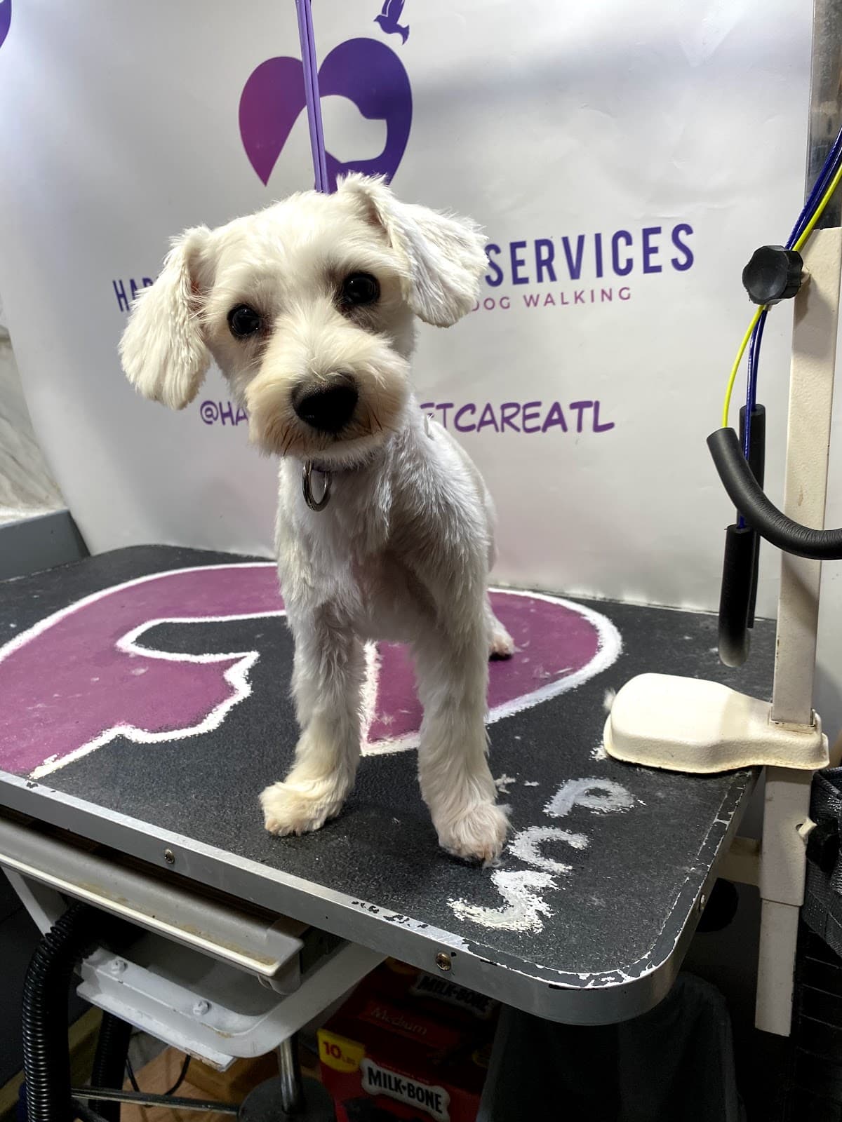 Happy Hearts Pet Care Services - Pet groomer in Atlanta, GA