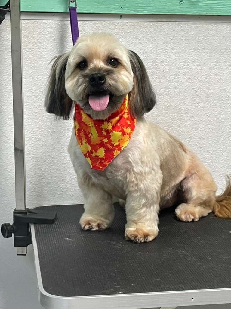 Amaya's Grooming #1 - Pet groomer in Houston, TX
