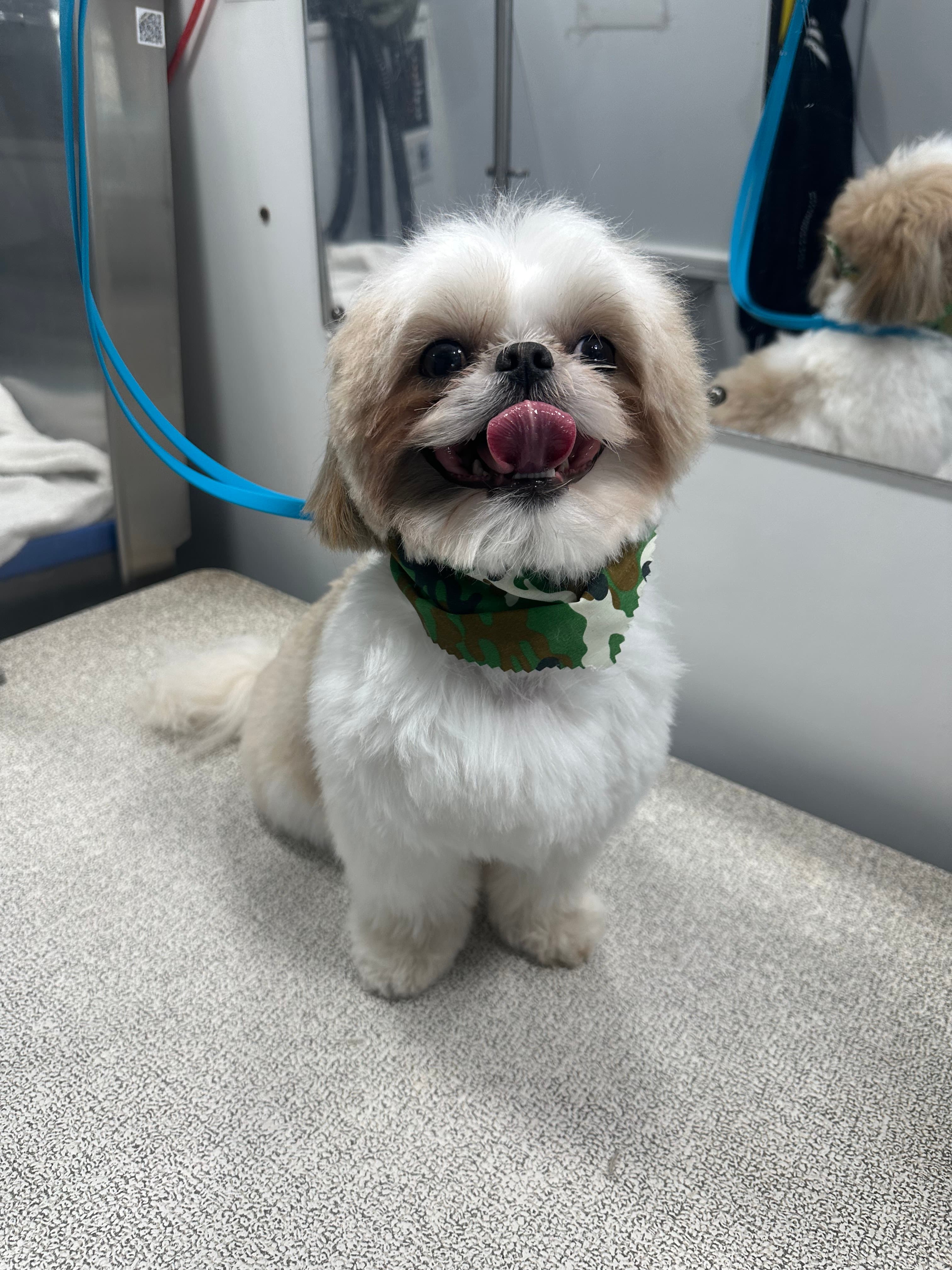 Kontota of Central Houston - Mobile Dog Grooming - Pet groomer in Houston, TX