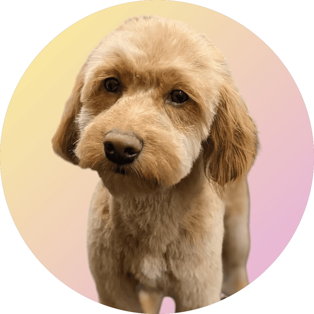 Paw Stars Grooming - Pet groomer in Denver, CO