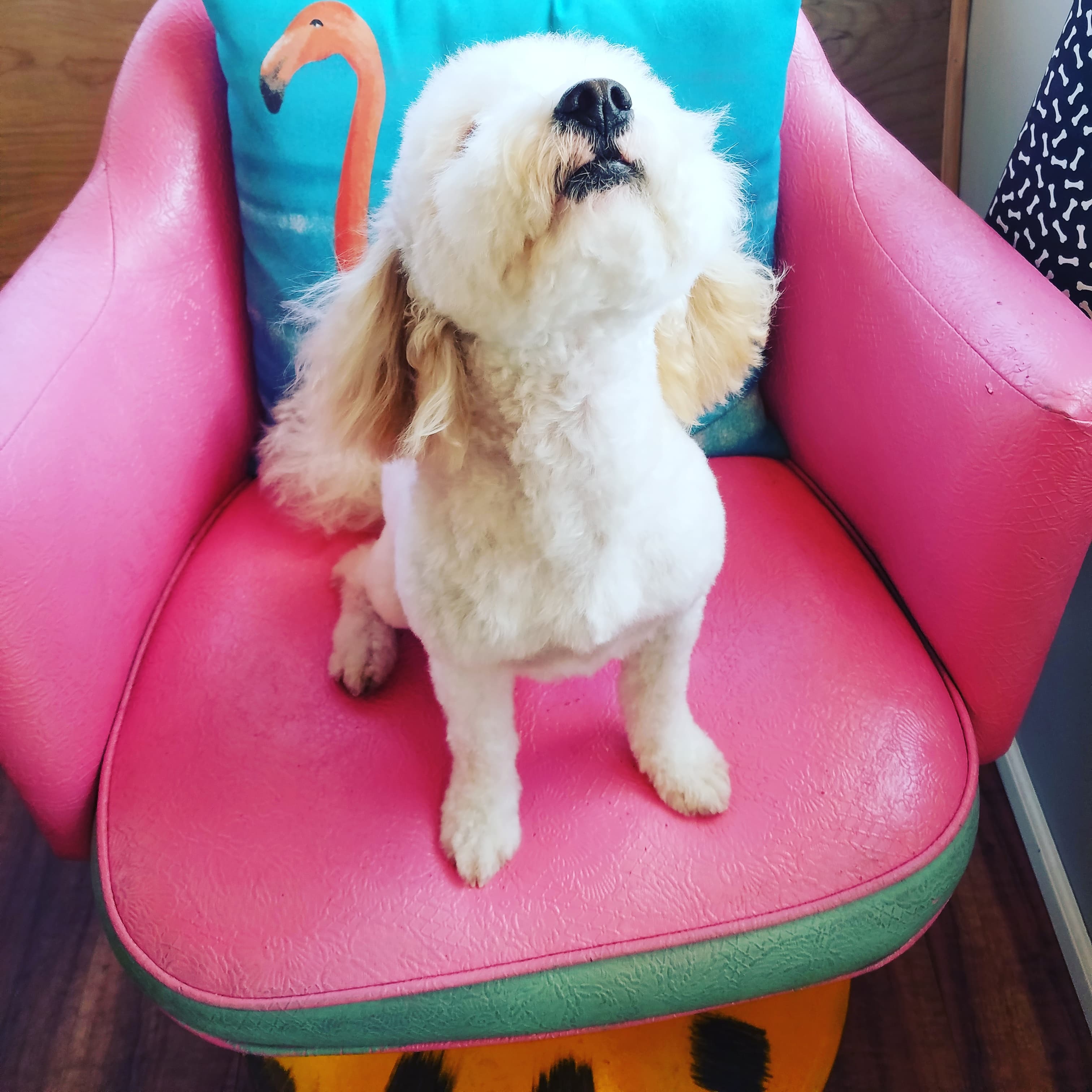 Bravado Dog Grooming - Pet groomer in Austin, TX