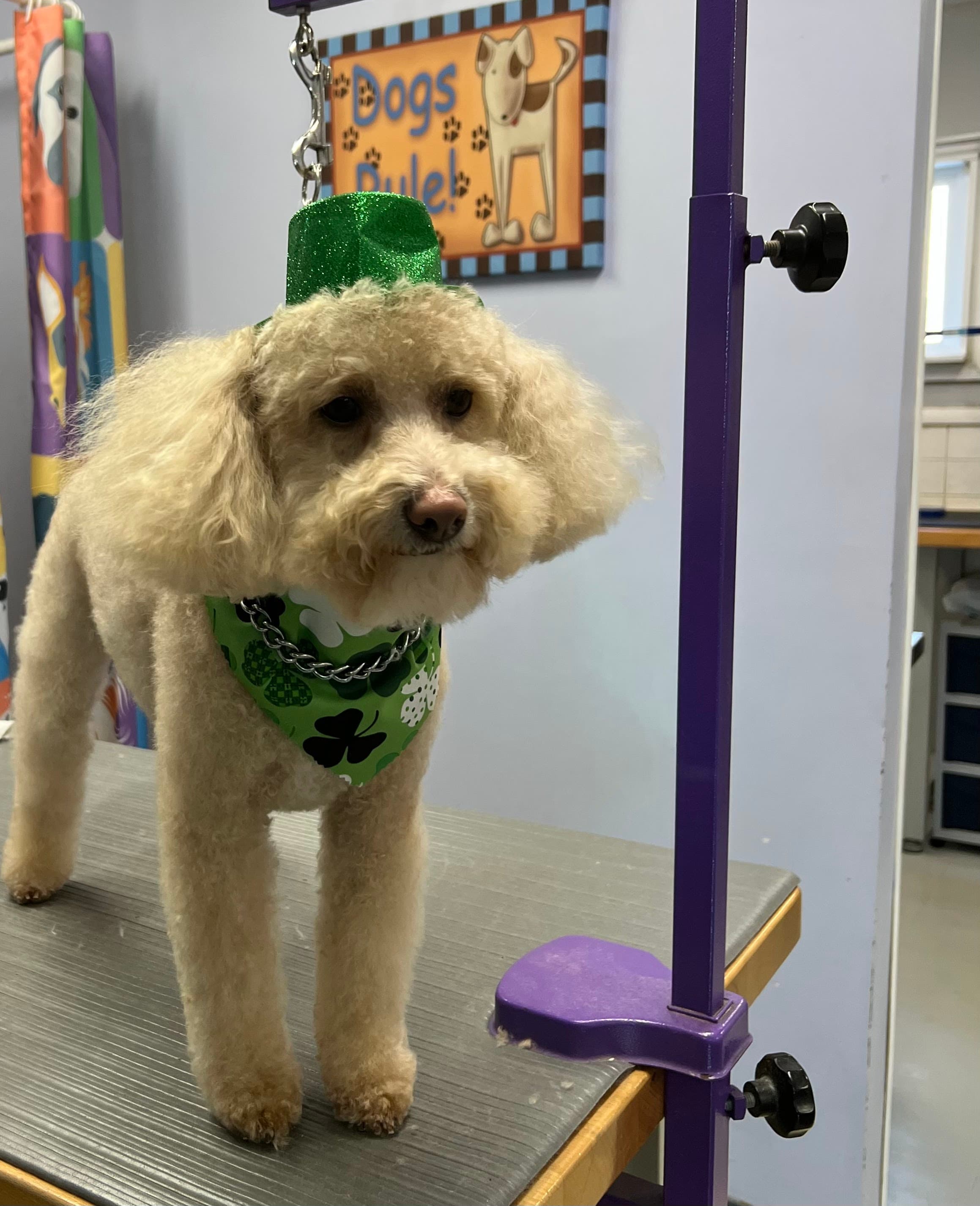 Christy's Canine Grooming - Pet groomer in Indianapolis, IN