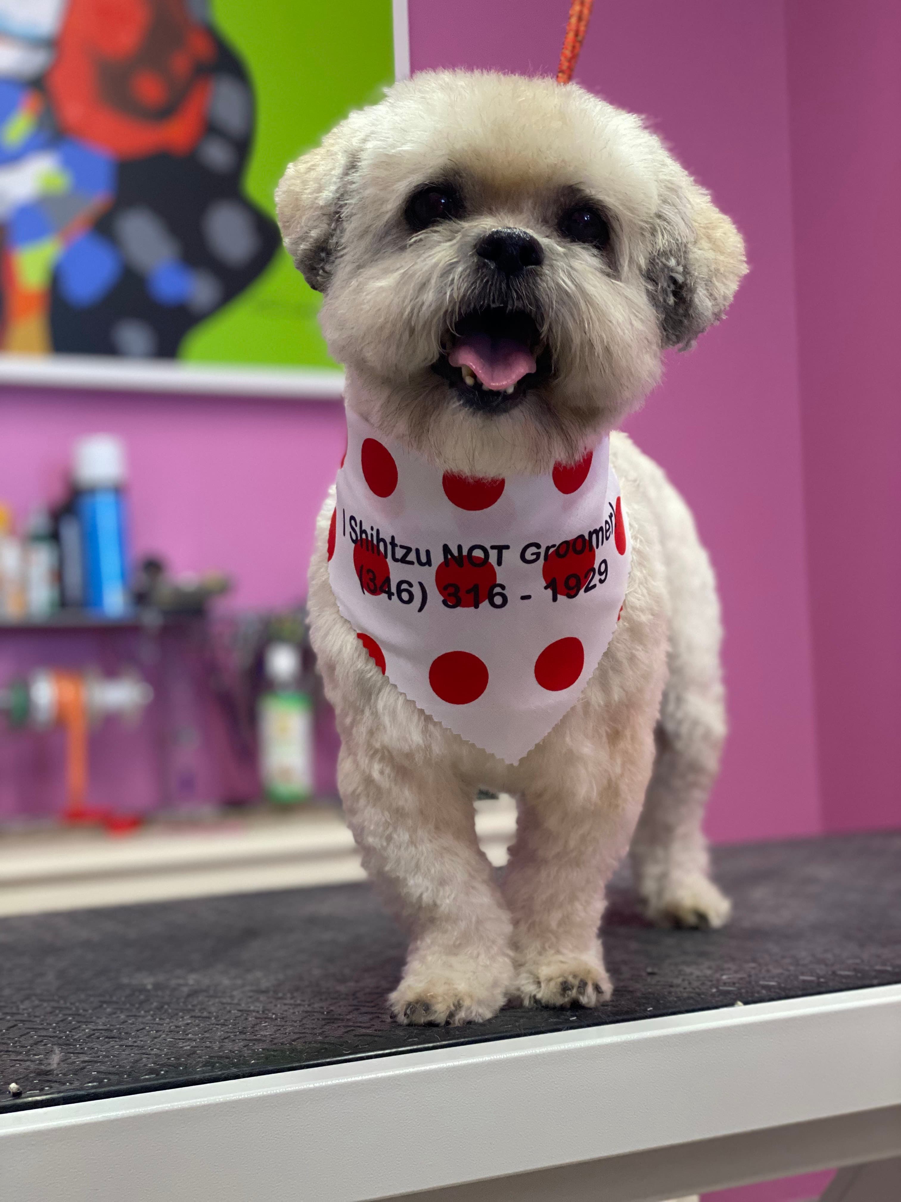 I Shihtzu NOT Groomer! - Pet groomer in Houston, TX